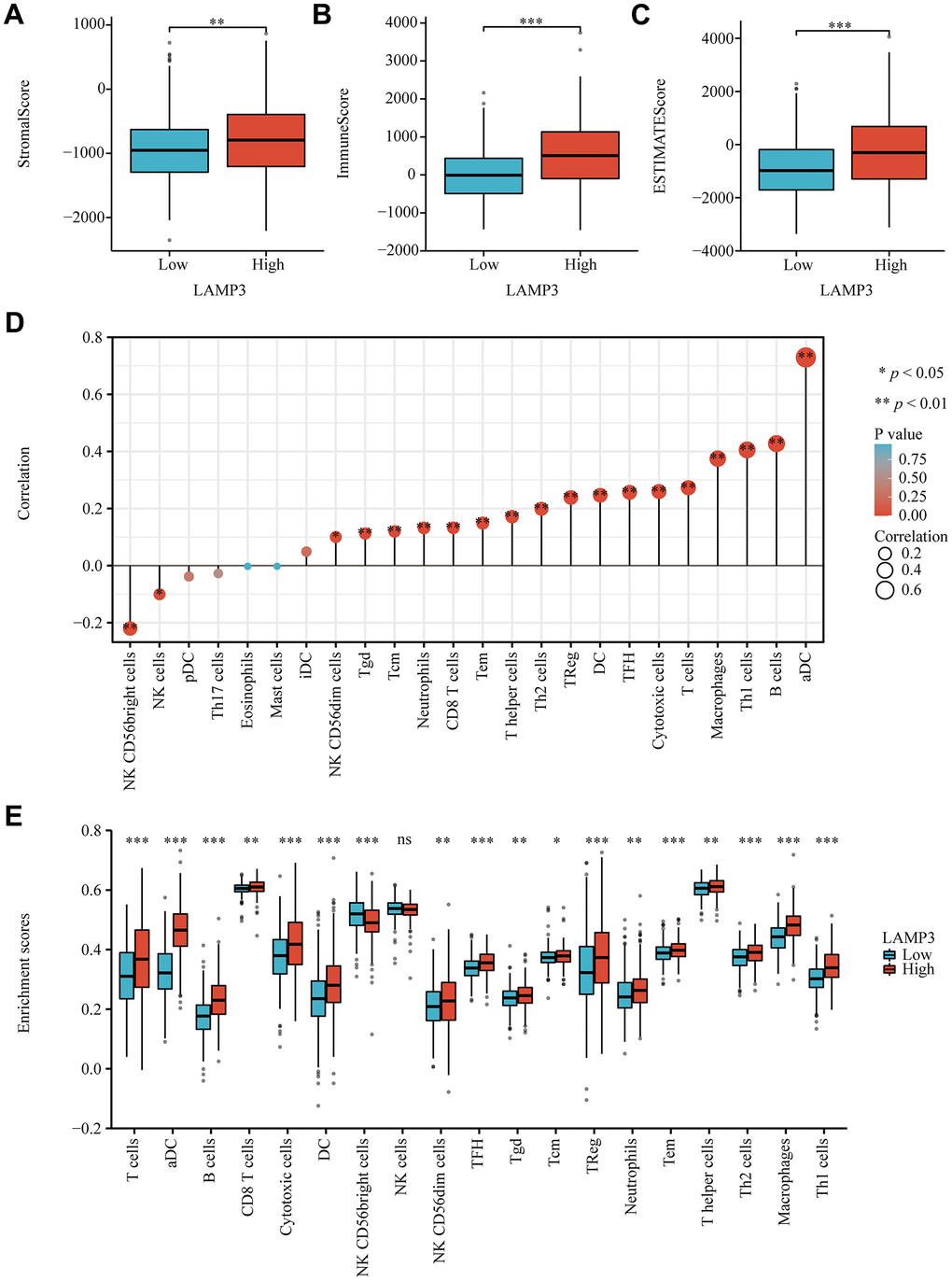 Association of LAMP3 with immune cell infiltration in UCEC. (A–C) Box plots display the StromalScore, ImmuneScore and ESTIMATEScore of LAMP3 in UCEC based on the “Estimate” algorithm. (D) Lollipop plot exhibits the correlation between LAMP3 expression and 24 immune cells. (E) Grouped comparison plot presents the enrichment score of 19 immune cells between the two groups with high and low expression of LAMP3.