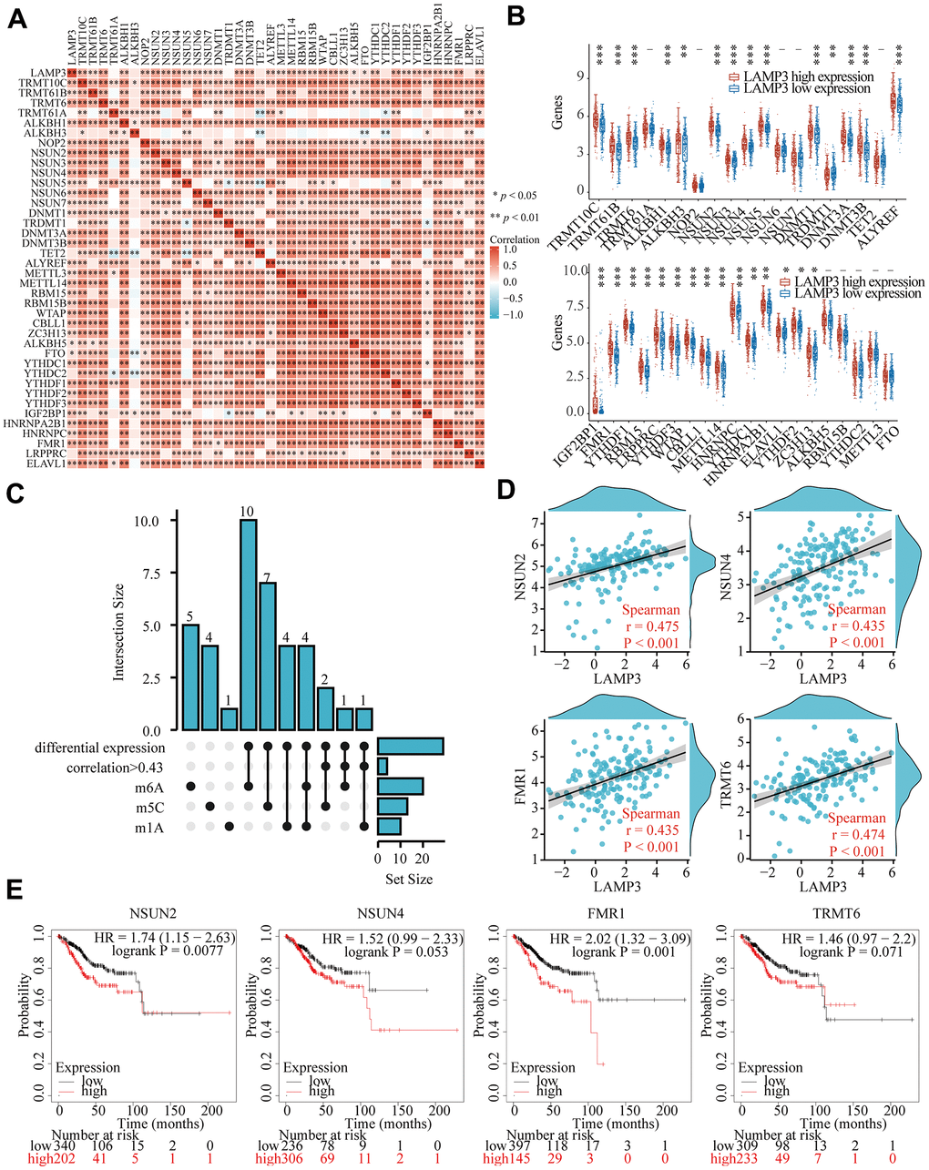 Linkage of LAMP3 with RNA-modified genes in UCEC. (A) Correlation of LAMP3 with various RNA-modified genes in UCEC. (B) Expression level of each of 39 genes between the high and low LAMP3 expression groups in UCEC. (C) The upset plot presents the genes that are individually screened under different conditions. (D) Association of NSUN2, NSUN4, FMR1, and TRMT6 with LAMP3 expression. (E) Effect of NSUN2, NSUN4, FMR1, and TRMT6 on the survival of UCEC patients.