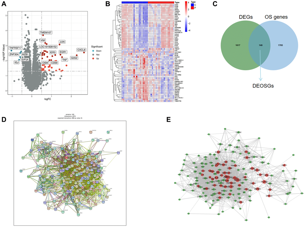 Identification of DEGs and DEOSGs. (A) Volcano plot of DEGs in GSE22255. (B) Heatmaps of DEGs in GSE22255. (C) Venn diagram shown the 149 overlaps of DEOSGs between DEGs in GSE22255 and OS genes. (D, E) PPI network of the 149 DEOSGs.