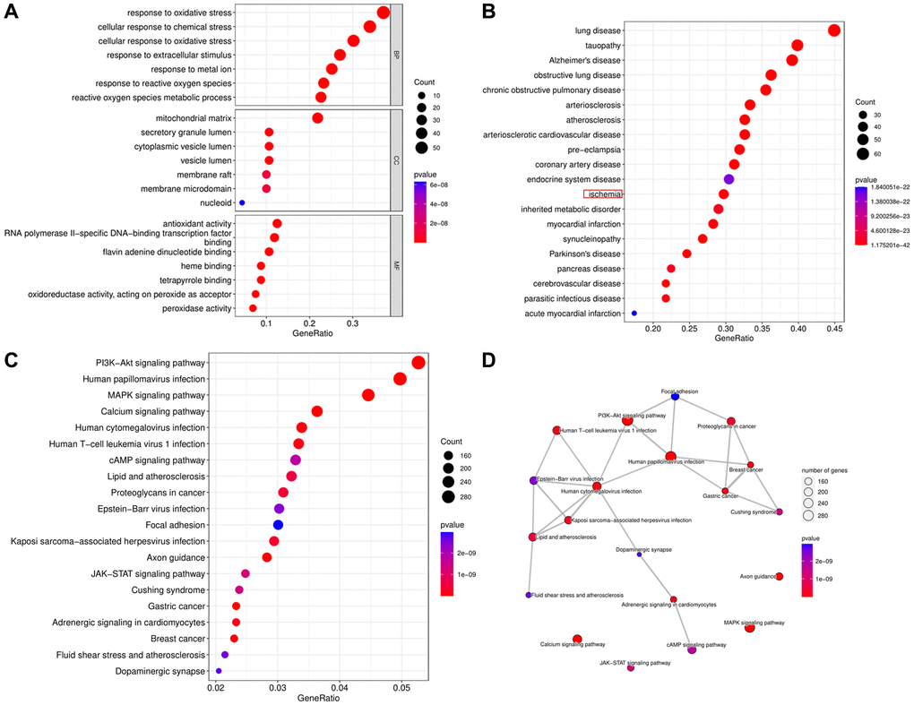 Biological functional enrichment research of DEOSGs. (A) GO analysis of DEOSGs. (B) DO analysis of DEOSGs. (C, D) KEGG analysis of DEOSGs.