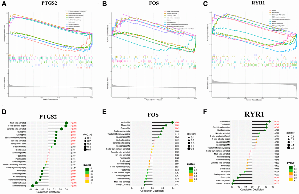 GSEA analysis and immune cell infiltration. (A) The GSEA analysis of PTGS2. (B) The GSEA analysis of FOS. (C) The GSEA analysis of RYR1. (D) The correlation analysis of immune cell infiltration with PTGS2. (E) The correlation analysis of immune cell infiltration with FOS. (F) The correlation analysis of immune cell infiltration with RYR1.