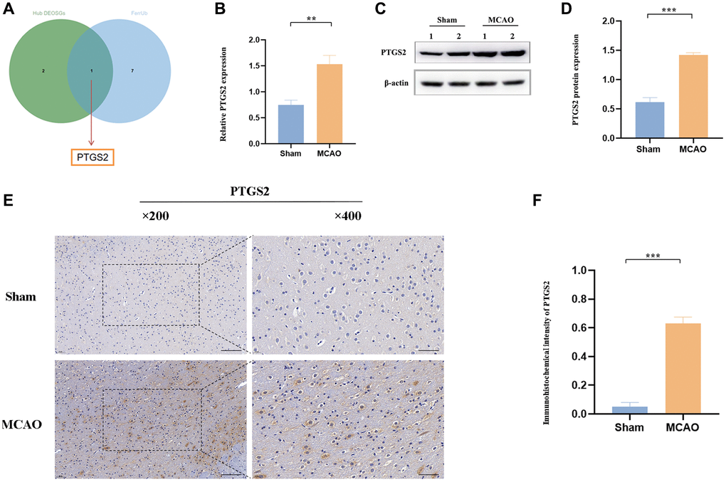 The expression of PTGS2 after MCAO/R. (A) Venn diagram showed that only PTGS2 was existed as upregulated ferroptosis-related DEGs. (B) RT-qPCR analysis of PTGS2 mRNA level. (C, D) Western blot analysis of PTGS2 protein level. (E, F) Immunohistochemical analysis of PTGS2 expression. *p **p ***p 