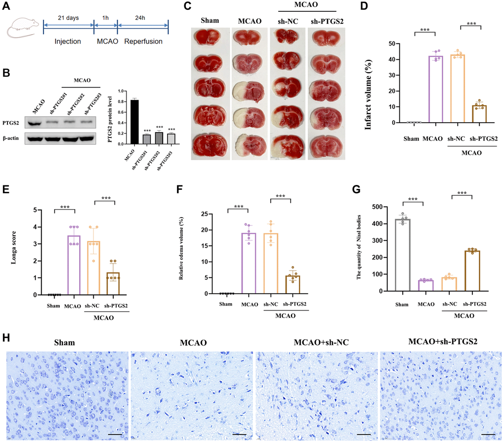 Effects of PTGS2 knockdown on neurological deficits and infarct volume after MCAO/R. (A) Experimental protocol schedule. (B) The efficiency of siRNA-mediated knockdown of PTGS2 in rats. (C, D) TTC staining. (E) Neurological score analysis. (F) Water content of the brain. (G, H) Nissl staining. *p **p ***p 