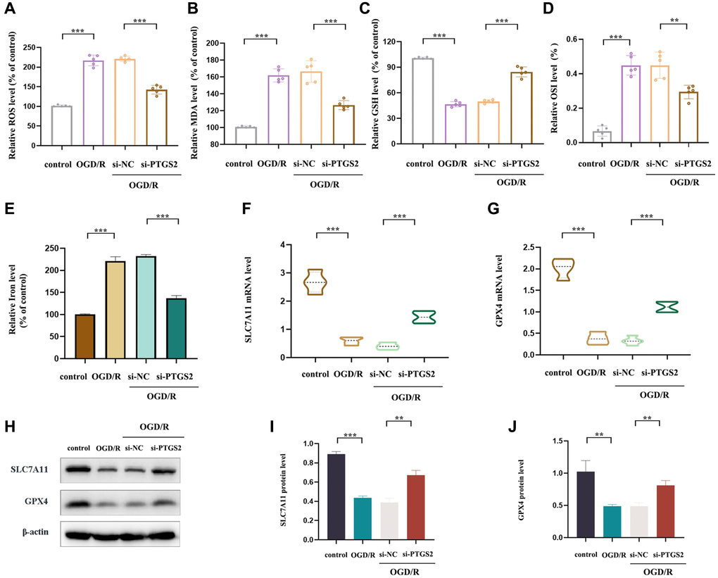 Effects of PTGS2 knockdown on oxidative stress and ferroptosis of IS in vitro. (A) ROS level of primary neuronal cells. (B) MDA level of primary neuronal cells. (C) GSH level of primary neuronal cells. (D) Oxidative stress index (OSI) level of primary neuronal cells. (E) Iron level of primary neuronal cells. (F, G) RT-qPCR analysis of SLC7A11 and GPX4 mRNA level. (H–J) Western blot analysis of SLC7A11 and GPX4 protein level. *p **p ***p 