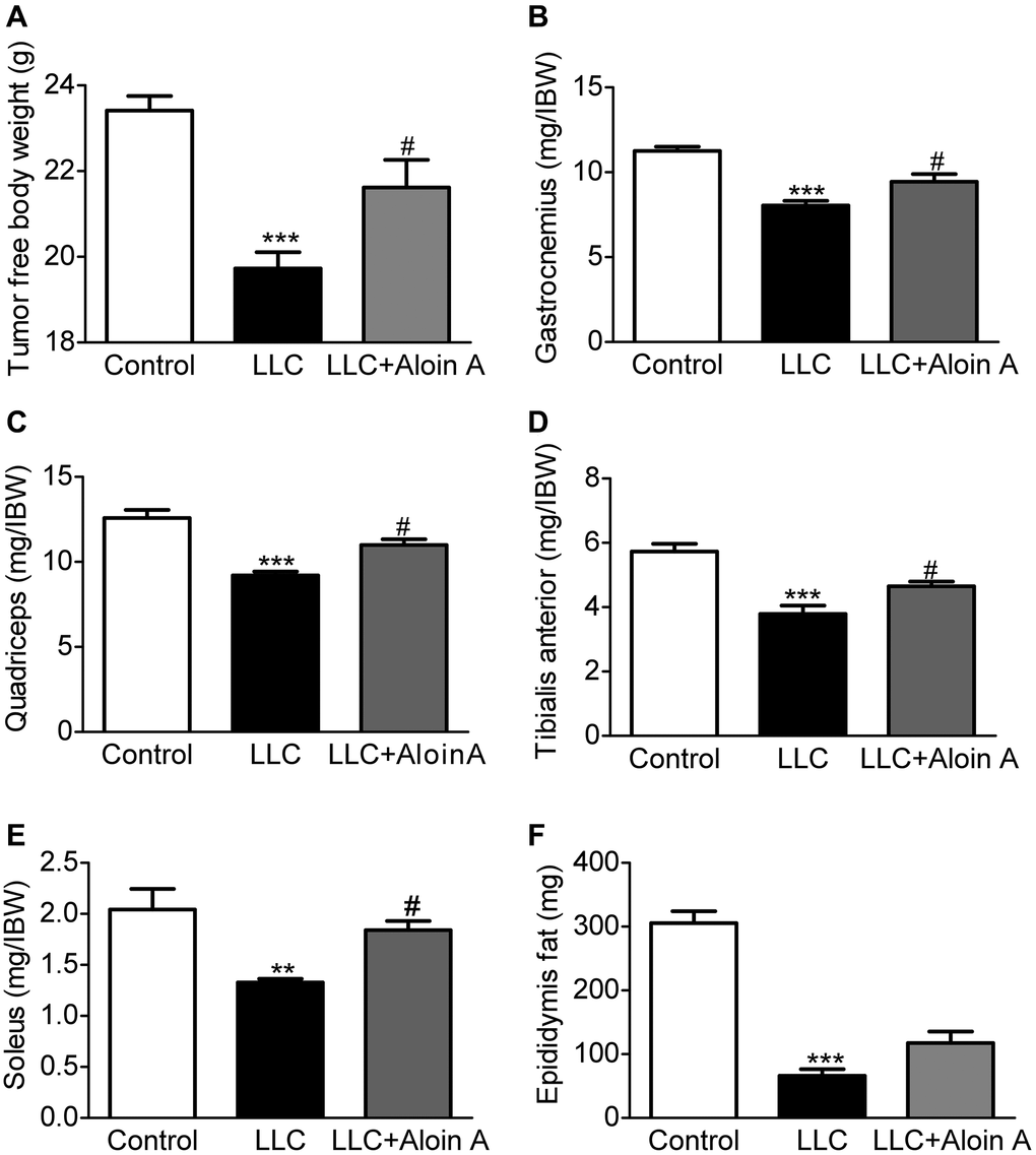 Effect of Aloin A on body weight, muscle quality and adipose mass in mice bearing lung tumor. (A) The tumor free body weight to initial body weight (IBW) ratio. (B) Gastrocnemius muscle to initial body weight (IBW) ratio. (C) Quadriceps to initial body weight (IBW) ratio. (D) Tibialis anterior muscle to initial body weight (IBW) ratio. (E) Soleus to initial body weight (IBW) ratio. (F) Epididymis fat mass. The values are shown as the mean ± SEM (n = 8). **P ***P #P 