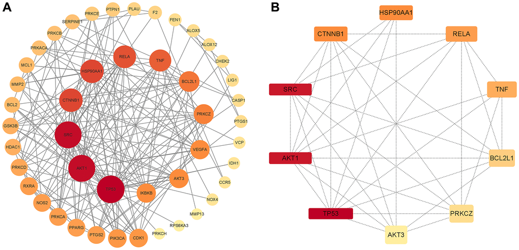 PPI network of common compound–disease targets and hub genes. (A) PPI network of common compound–disease target. (B) The hub 10 genes. The size and color of nodes indicate the magnitude of the degree. A larger size of a node means a larger degree.