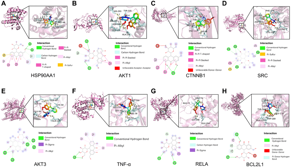 Molecular docking of Aloin A with top targets. (A) Aloin A-HSP90AA1. (B) Aloin A-Akt1. (C) Aloin A-CTNNB1. (D) Aloin A-SRC. (E) Aloin A-AKT3. (F) Aloin A-TNF-α. (G) Aloin A-RELA. (H) Aloin A-BCL2.