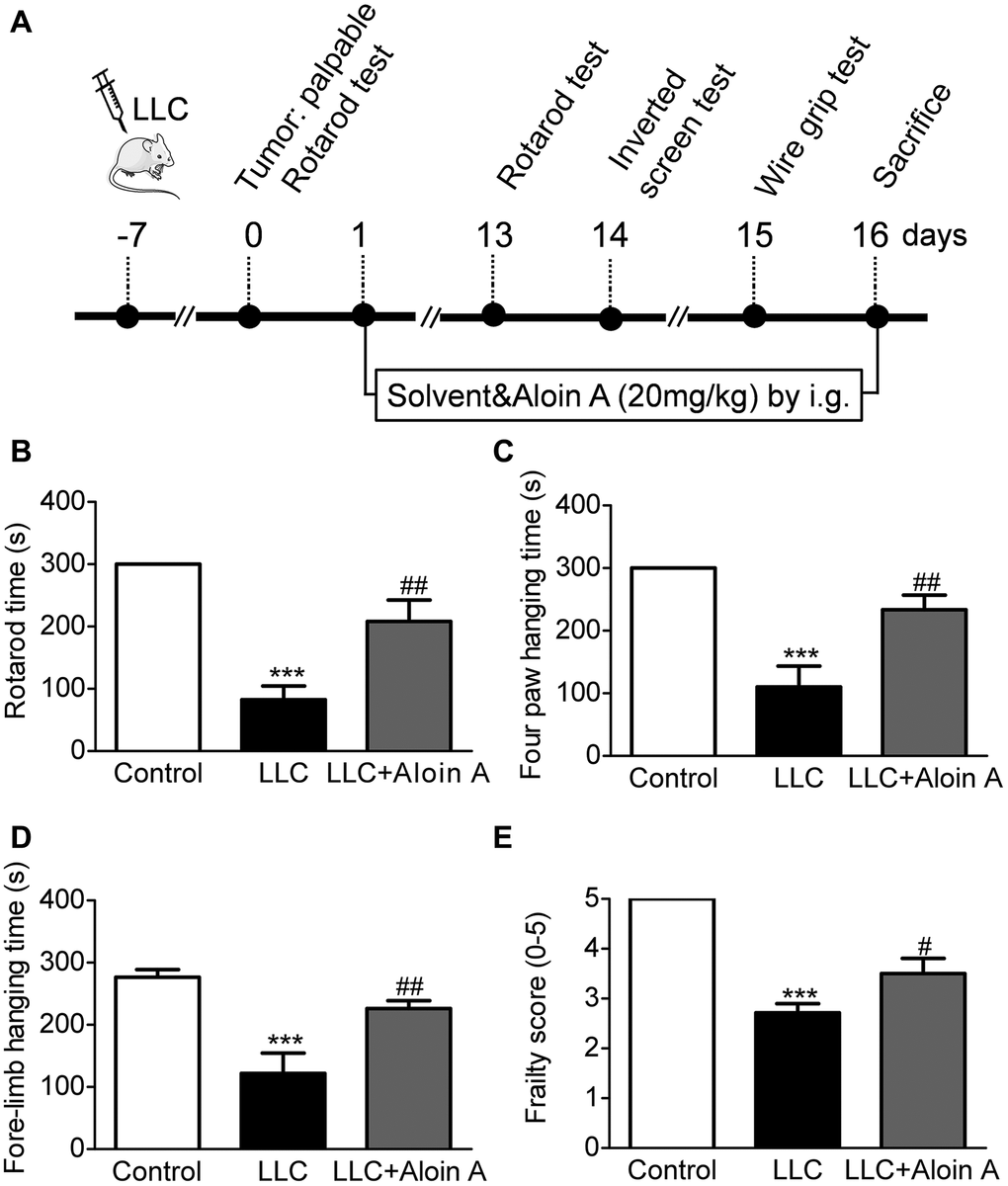 Effect of Aloin A on muscle dysfunctional behavior in mice bearing lung tumor. (A) Study design. (B) Rotarod time on rotarod test. (C) Four paws hanging time on inverted screen test. (D) Fore-limb hanging time on wire grip test. (E) Frailty score on wire grip test. The values are shown as the mean ± SEM (n = 8). ***P #P ##P 