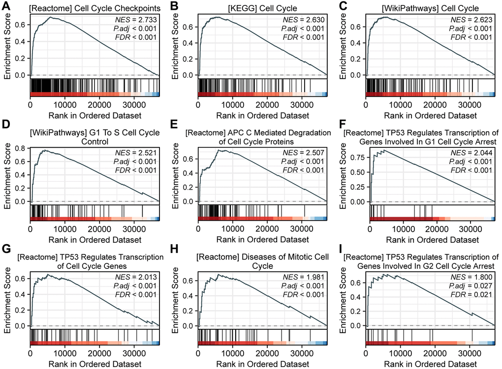 GSEA analysis reveals SPC25-related pathways. (A) REACTOME