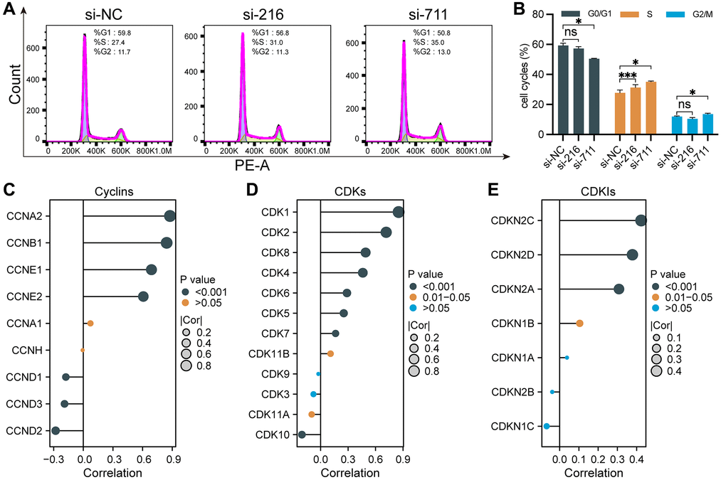 Cell cycle regulation by SPC25 in LUAD. (A, B) Flow cytometry analysis revealed that compared to the control group, the experimental group exhibited an increase in the percentage of cells in the S and G2/M phases, accompanied by a decrease in the percentage of cells in the G0/G1 phase, leading to cell cycle arrest at the G2/M and S phases. (C–E) We utilized lollipop plots to illustrate the correlations between SPC25 and key genes including cyclins, CDKs, and CDKIs in the TCGA LUAD dataset. (***p **p *p 