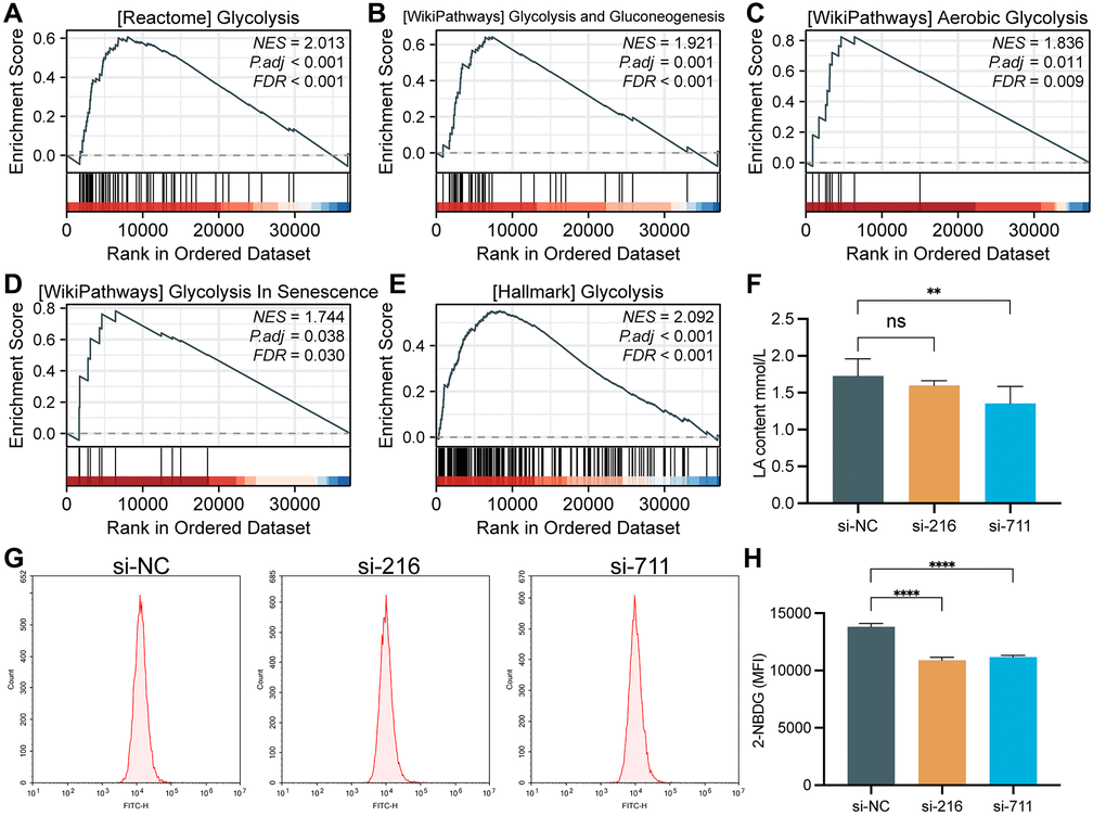 GSEA analysis and glycolytic capacity analysis. (A) REACTOME