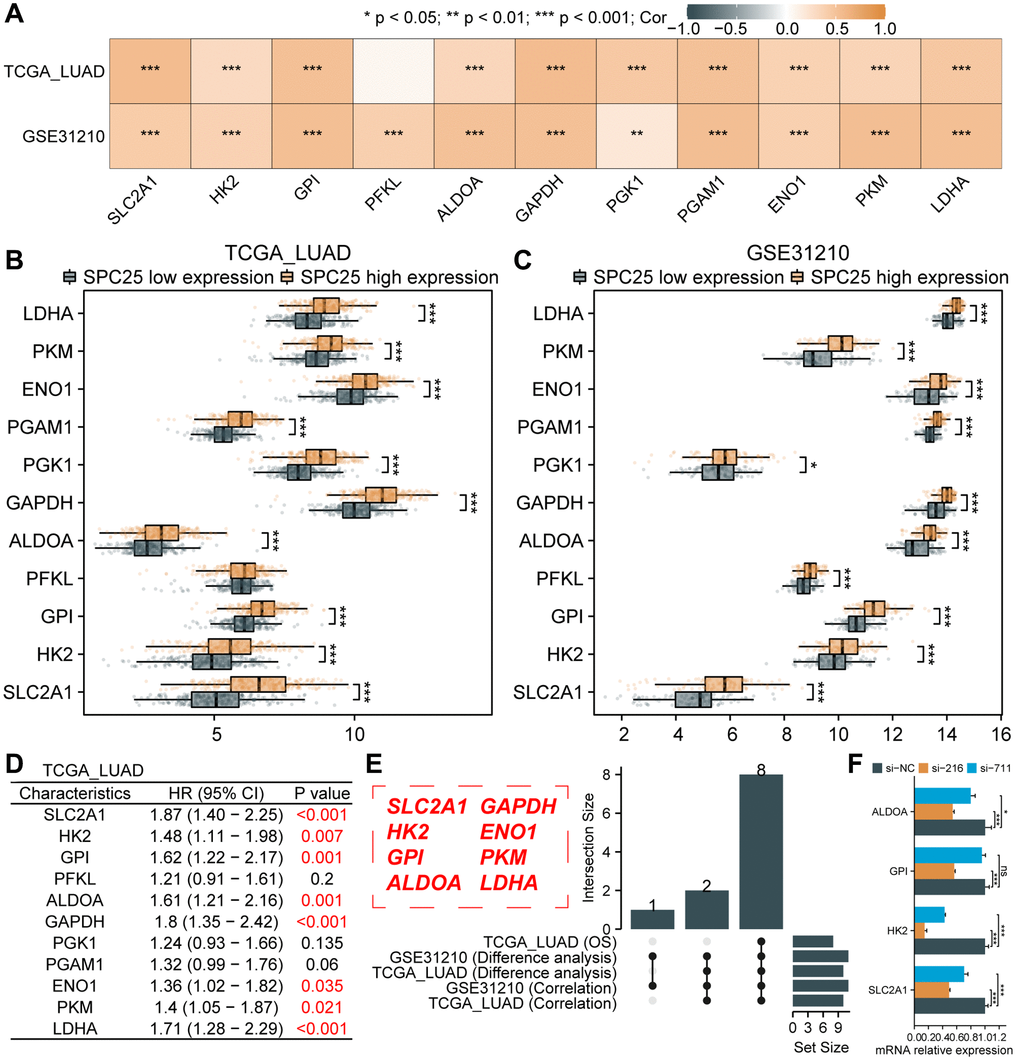 Association between SPC25 and glycolytic-related genes. (A) The correlation between SPC25 expression and 11 glycolysis-related genes was analyzed in the TCGA LUAD dataset and GSE31210 dataset. (B, C) The differential expression of 11 glycolysis-related genes between the high and low SPC25 expression groups was analyzed in the TCGA LUAD dataset and GSE31210 dataset. (D) Prognostic analysis of 11 glycolysis-related genes was conducted in the TCGA LUAD dataset. (E) The UpSet plot displays the intersection of genes with statistically significant differences in the aforementioned analyses. (F) Differences in the expression of 4 glycolysis-related genes between the experimental group and the control group in siRNA transfection experiments. (***p **p *p 