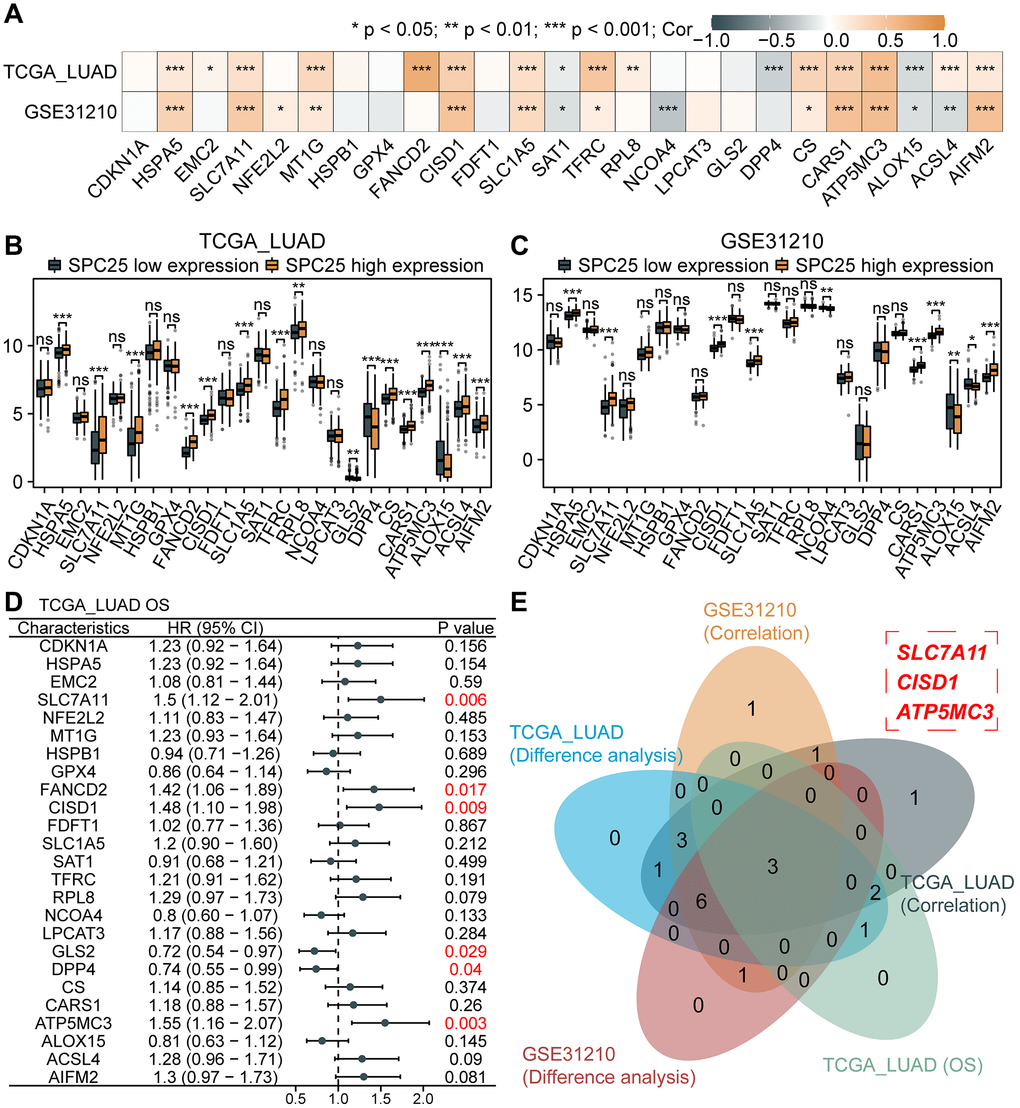 Association between SPC25 and ferroptosis-related genes. (A) The correlation between SPC25 expression and 25 ferroptosis-related genes was analyzed in the TCGA LUAD dataset and GSE31210 dataset. (B, C) The differential expression of 25 ferroptosis-related genes between the high and low SPC25 expression groups was analyzed in the TCGA LUAD dataset and GSE31210 dataset. (D) Prognostic analysis of 25 ferroptosis-related genes was conducted in the TCGA LUAD dataset. (E) The Veen plot displays the intersection of genes with statistically significant differences in the aforementioned analyses. (***p **p *p 