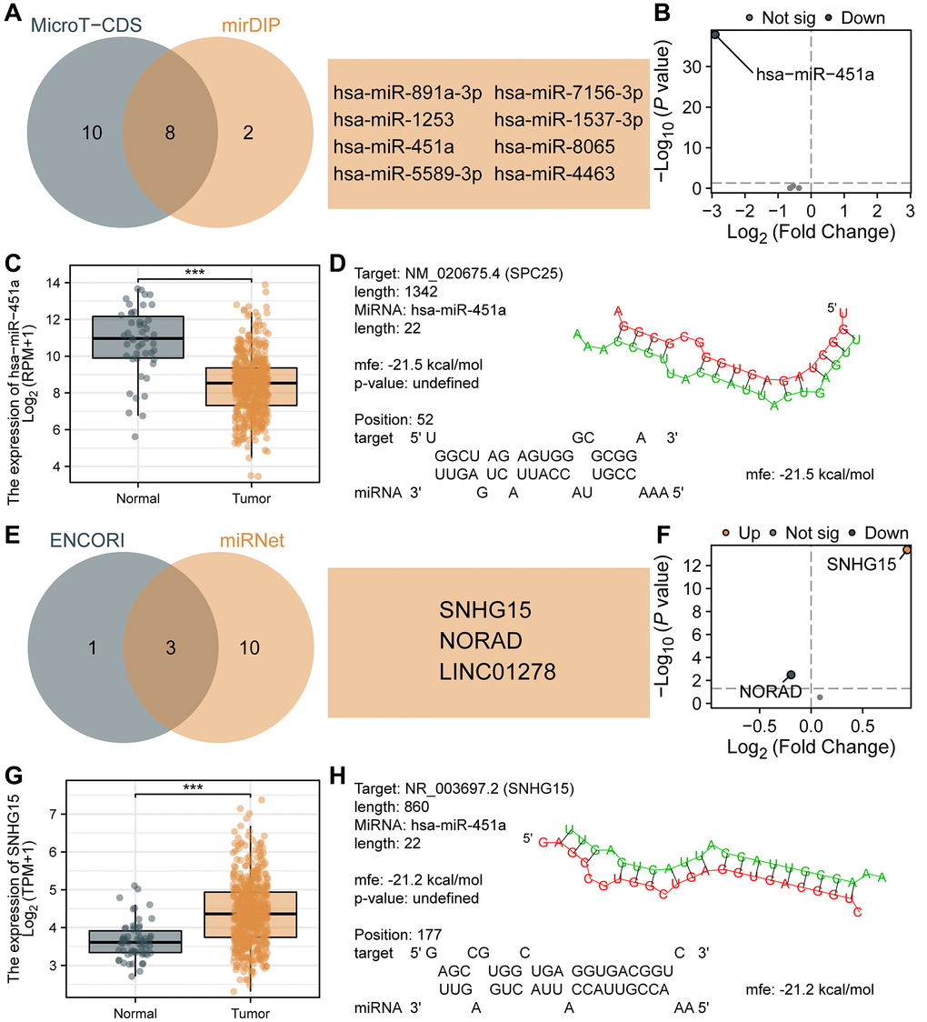 Prediction and construction of the ceRNA network related to SPC25 in LUAD. (A) The results of the analysis of microT-CDS and mirDIP databases are presented in a Venn diagram. (B) Differential expression analysis of 8 miRNAs in the TCGA LUAD dataset. (C) The expression of hsa-miR-451a in tumor samples from the TCGA LUAD dataset was significantly lower than in normal samples. (D) Potential binding sites between SPC25 and hsa-miR-451a were predicted using the RNAHybrid online tool. (E) The results of the analysis of miRNet and ENCORI databases are presented in a Venn diagram. (F) Differential expression analysis of 3 lncRNAs in the TCGA LUAD dataset. (G) The expression of SNHG15 in tumor samples from the TCGA LUAD dataset was significantly higher than in normal samples. (H) Potential binding sites between hsa-miR-451a and SNHG15 were predicted using the RNAHybrid online tool. (***p **p *p 