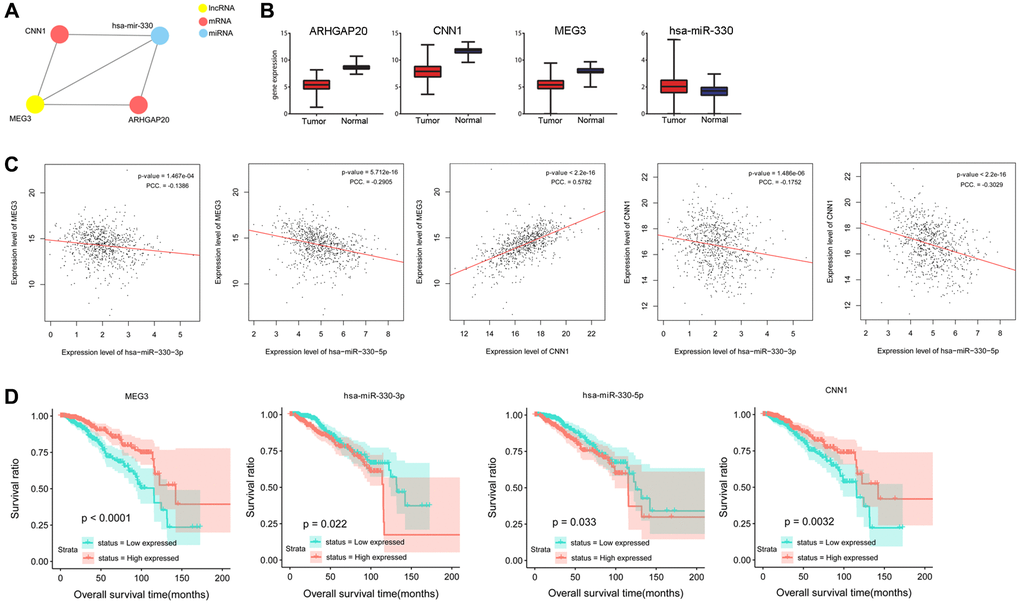 Prediction and validation of a ceRNA network consisting miR-330, lncRNA MEG3, and CNN1. (A) A ceRNA network composed of lncRNA MEG3, miR-330, CNN1 and ARHGAP20. (B) Gene expression of lncRNA MEG3, miR-330, CNN1 and ARHGAP20 of tumor and normal samples in TCGA. (C) Correlation analysis was performed between expression levels of lncRNA MEG3, miR-330, and CNN1. (D) Overall survival time was significantly different between high expression samples and low expression samples of lncRNA MEG3, miR-330, and CNN1. Abbreviation: PCC: Pearson correlation coefficient.