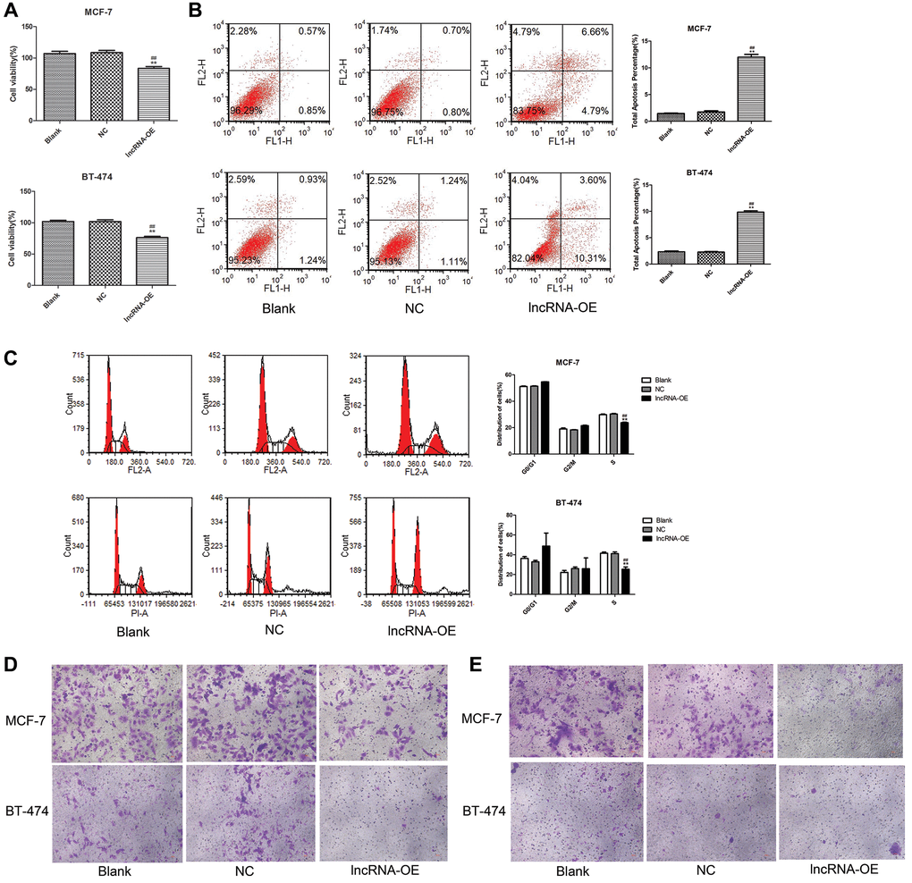 Overexpression of lncRNA MEG3 on cell viability, apoptosis, migration and invasion. (A) CCK-8 assay evaluated the effect of lncRNA MEG3 overexpression on cell viability. (B) Flow cytometry evaluated the effect of lncRNA MEG3 overexpression on cell apoptosis. (C) Flow cytometry evaluated the effect of lncRNA MEG3 overexpression on cell cycle. (D) Transwell detected the effect of lncRNA MEG3 overexpression on cell migration (magnification, 200×). (E) Transwell detected the effect of lncRNA MEG3 overexpression on cell invasion (magnification, 200×); **P ##P 