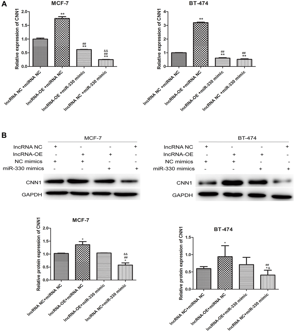 lncRNA MEG3 overexpressing-induced CNN1 up-regulation at mRNA level (A) and protein level (B) was abolished by miR-330 mimics.
