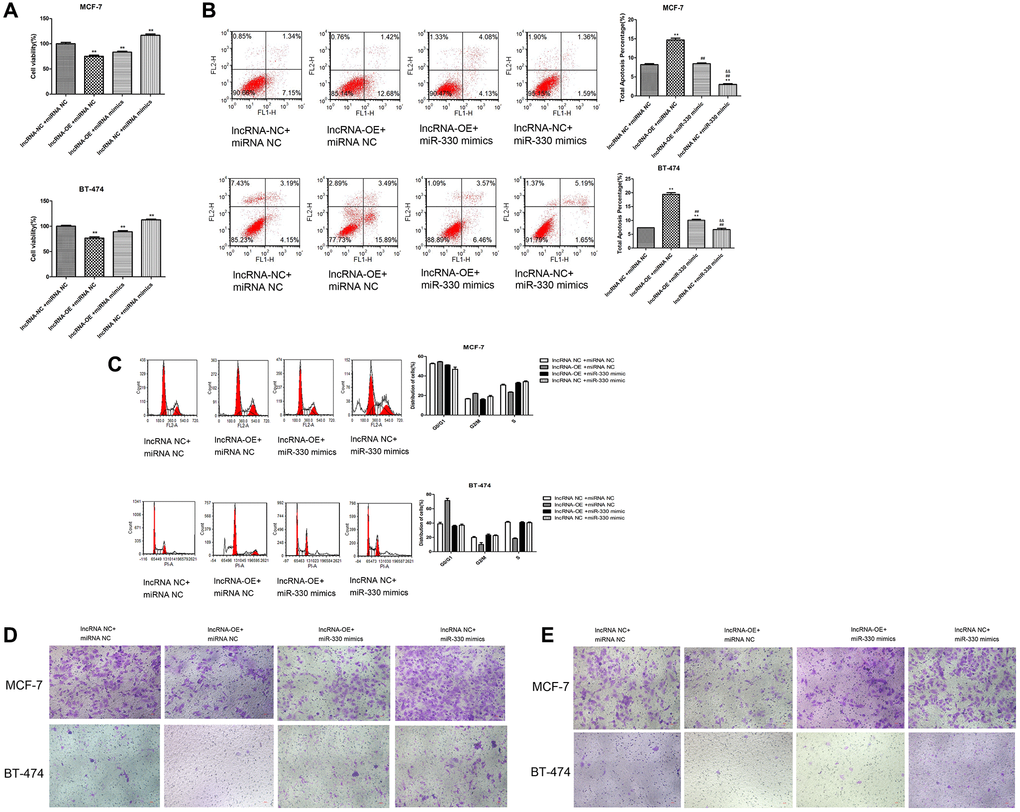 Overexpression of lncRNA MEG3 on cell viability, apoptosis, migration and invasion by regulating miR-330/CNN1. (A) Decrease in cell viability caused by lncRNA MEG3 overexpression was partly counteracted by miR-330 mimics. *P **P ##P &&P B) Effect of co-treatment of lncRNA MEG3 overexpression and miR-330 mimics on cell apoptosis. (C) Effect of co-treatment of lncRNA MEG3 overexpression and miR-330 mimics on cell cycle. **P ##P &&P D) Effect of co-treatment of lncRNA MEG3 overexpression and miR-330 mimics on cell migration. (E) Effect of co-treatment of lncRNA MEG3 overexpression and miR-330 mimics on cell invasion (magnification, 200×).