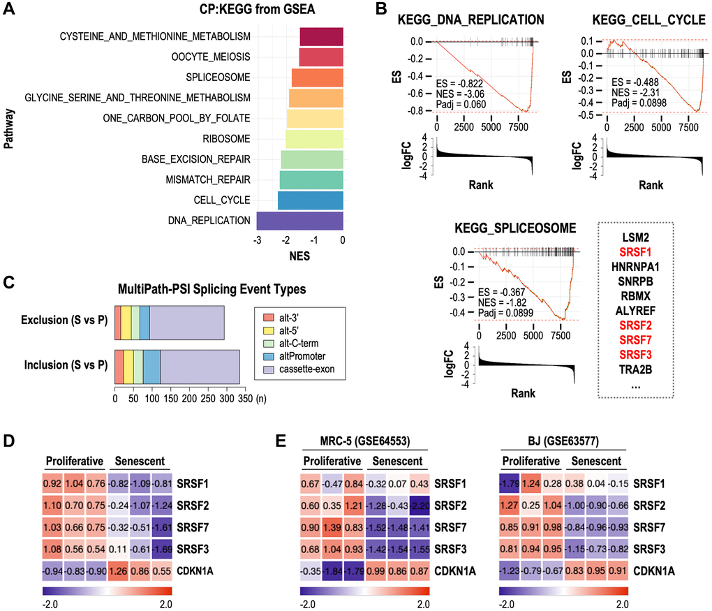 Down-regulation of SRSF7 is commonly observed in multiple RNA-seq datasets of cellular senescence. (A–D) RNA seq analysis of Wi-38 cells during RS (GSE130306). (A) Bar plot showing the top gene sets which were downregulated in senescence cells. (B) GSEA plot showing the enrichment score (ES) and normalized enrichment score (NES) and adjusted p-value (Padj) of three gene sets (DNA