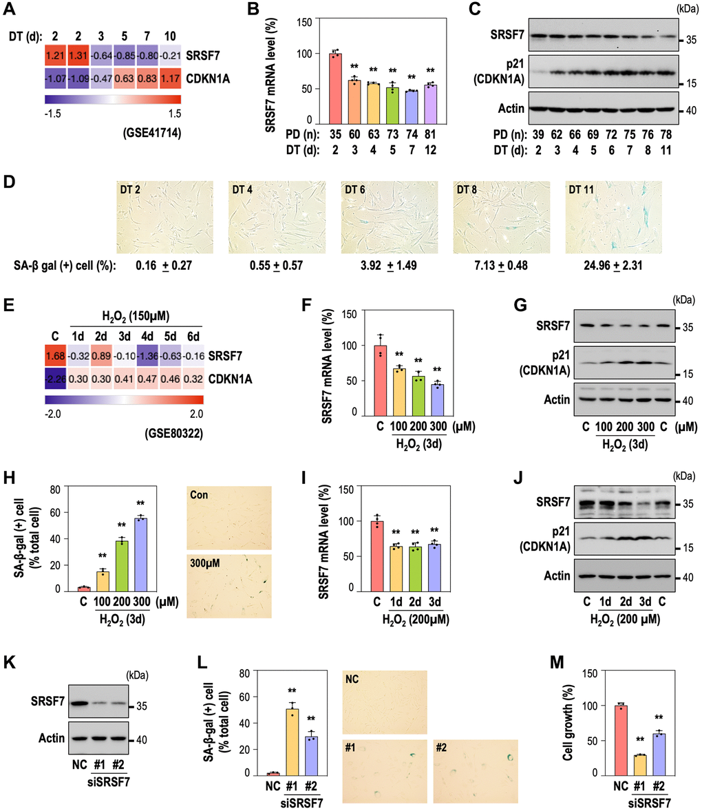 SRSF7 depletion is involved in diverse models of cellular senescence. (A–D) Expression of SRSF7 and senescence markers (CDKN1A, or p21 as its protein name, and SA-β gal activity) in RS model of HDFs. (A) Expression heatmap from publicly available microarray data (GSE41714). The values are scaled into z-score. (B) mRNA level of SRSF7 using qPCR. (**p t-test). (C) Western blot analysis. (D) The percentage of SA-β-gal positive (+) cells along with pictures of stained cells. (E–J) Expression of SRSF7 and the same senescence markers in OSIS model of HDFs. (E) Expression heatmap from publicly available microarray data (GSE80322). The values are scaled into z-score. (F) mRNA level of SRSF7 in dose-dependent OSIS using qPCR. (**p t-test). (G) Western blot analysis in dose-dependent OSIS. (H) The quantification of SA-β-gal (+) cells along with pictures of stained cells. (**p t-test). (I) mRNA level of SRSF7 in time-dependent OSIS using qPCR. (**p t-test). (J) Western blot analysis in time-dependent OSIS. (K–M) HDFs (DT2) were transfected with siRNA against either negative control (NC) or SRSF7 for 4 days. (K) Western blot analysis. (L) The quantification of SA-β-gal (+) cells along with pictures of stained cells. (**p t-test). (M) The quantification of cell growth activity. (**p t-test).