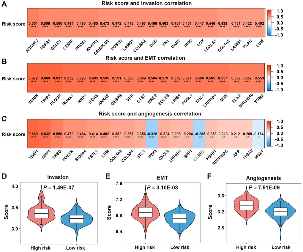 Invasion, epithelial-mesenchymal transition (EMT), and angiogenesis analyses in the high-risk and low-risk groups. (A–C) Relationships between risk scores and invasion-, EMT-, angiogenesis-related genes. (D–F) Comparison of invasion, EMT, and angiogenesis scores between the two groups.