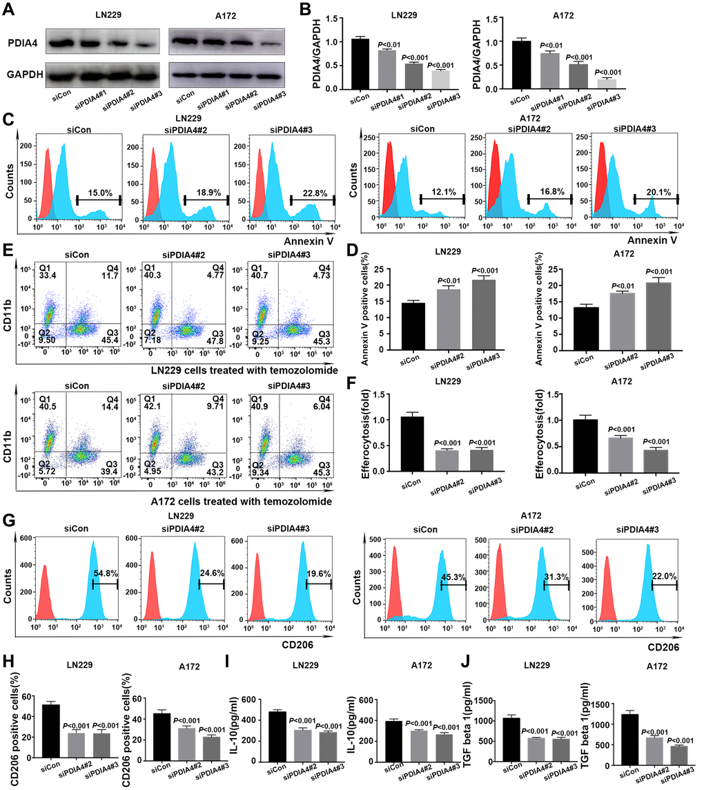 In vitro validation of PDIA4 in GBM efferocytosis. (A, B) PDIA4 knockdown efficacy was detected by Western blotting. (C, D) Exposure of phosphatidylserine on apoptotic cell surface was evaluated by Annexin V level. (E, F) Efferocytosis was indicated by proportion of CD11b+CFSE+ cells. (G, H) Quantification of the expression level of macrophages-associated marker (CD206) by flow cytometry. (I, J) Measurement of IL-10 and TGF-β levels in cocultured medium of efferocytosis assays. Data are presented as mean ± SD.