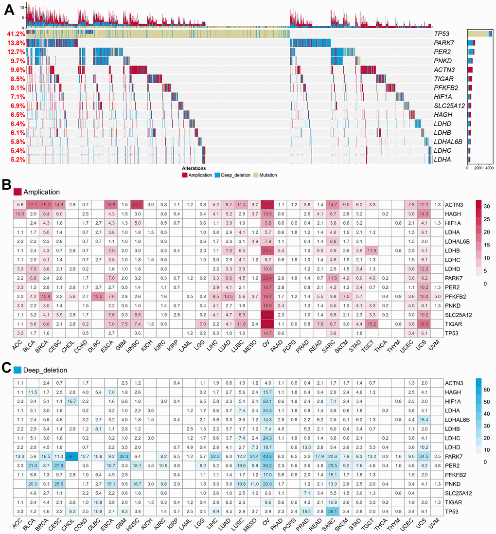 Genetic and transcriptional alterations of LRGs in 33 cancers. (A) The frequencies of total genetic variations for 15 LRGs from the pathway of GO