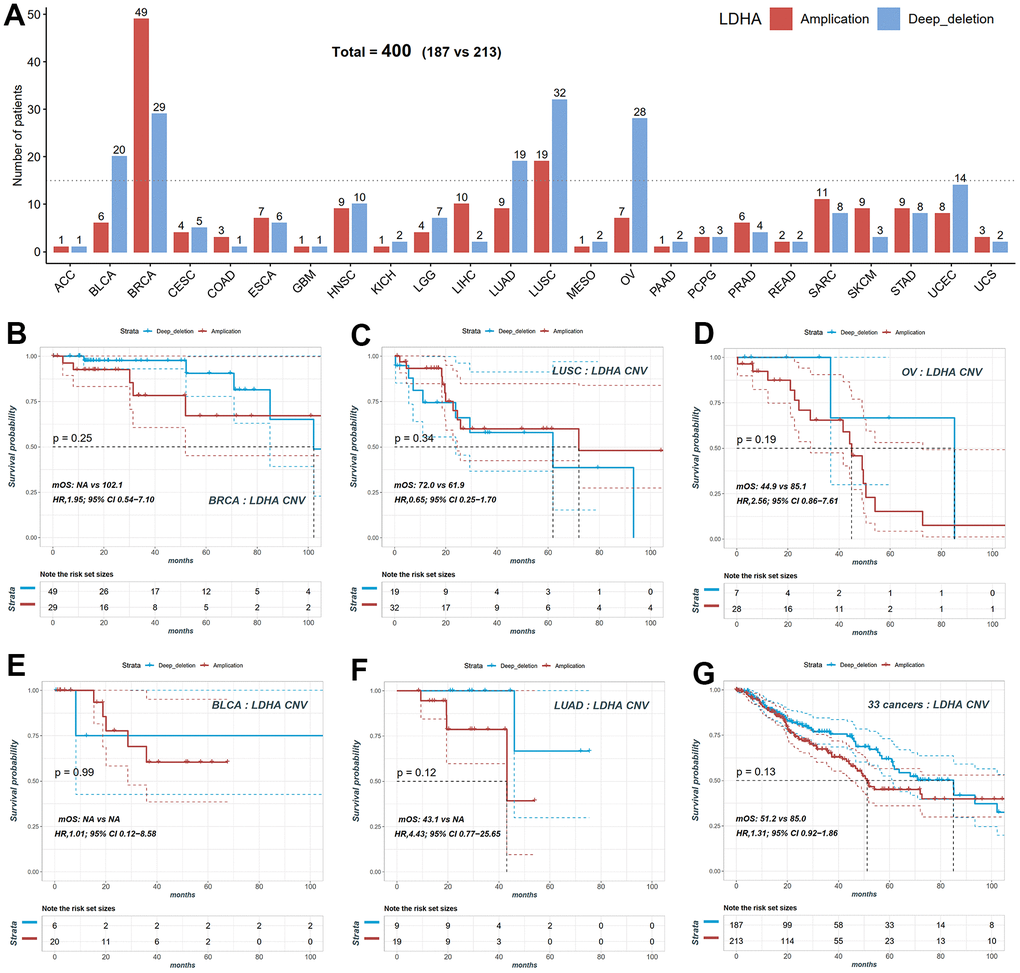 Copy number variation (CNV) distribution of LDHA across cancers. (A) The frequencies of LDHA copy number amplification and deletion across cancers. Red bars mean copy number amplification, blue bars mean copy number deep deletion. (B) The KM plot of patients with LDHA copy number amplification and deep deletion in BRCA. (C) The KM plot of patients with LDHA copy number amplification and deletion in LUSC. (D) The KM plot of patients with LDHA copy number amplification and deletion in OV. (E) The KM plot of patients with LDHA copy number amplification and deletion in BLCA. (F) The KM plot of patients with LDHA copy number amplification and deletion in LUAD. (G) The KM plot of LDHA copy number amplification and deletion all patients. LDHA: lactate dehydrogenase A; KM: Kaplan-Meier curves; BRCA: breast invasive carcinoma; LUSC: lung squamous cell carcinoma; OV: ovarian cancer; BLCA: bladder urothelial carcinoma; LUAD: lung adenocarcinoma.