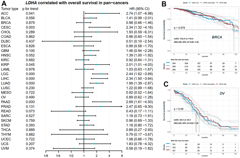 The prognostic value of LDHA in pan-cancers. (A) The expression of LDHA did not significantly correlate with overall survival in some cancers with high-frequency mutations in LRGs. (B) The KM plot of patients with high, middle and low LDHA in BRCA. (C) The KM plot of patients with high, middle and low LDHA in OV. In each cancer patients were equally divided into three groups of high, middle and low according to their LDHA expression. BRCA: breast invasive carcinoma; OV: ovarian cancer.