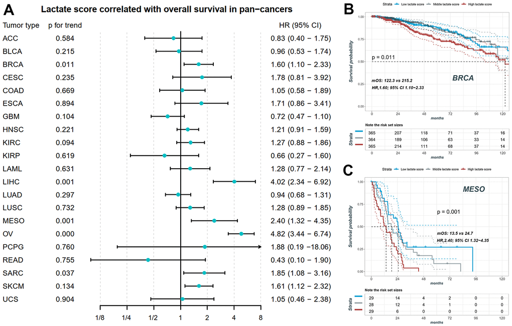 The prognostic value of lactate score in pan-cancers. (A) Lactate score correlated with overall survival in BRCA, LIHC, MESO, OV, SARC and SKCM. (B) The KM plot of patients with high, middle and low lactate score in BRCA. (C) The KM plot of patients with high, middle and low lactate score in MESO. BRCA: breast invasive carcinoma; LIHC: liver hepatocellular carcinoma; MESO: mesothelioma; OV: ovarian cancer; SARC: sarcoma; SKCM: skin cutaneous melanoma.