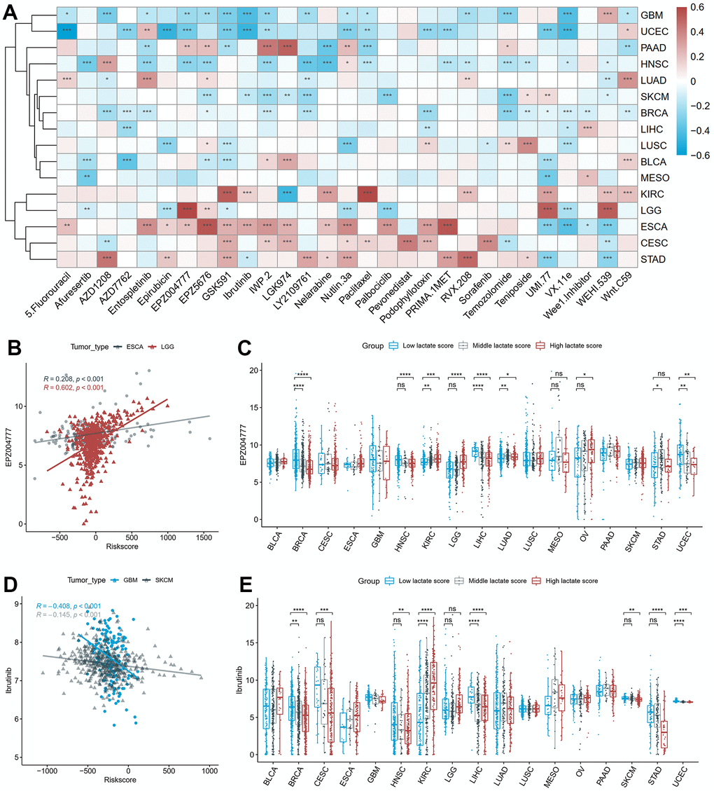 The correlation between drug sensitivity and lactate scores. (A) The heatmap of the Pearson correlation between lactate scores and IC50 values predicted by oncoPredict. (B) The scatter plot of the positive correlation between EPZ004777 and lactate score in ESCA and LGG. (C) The differences of EPZ004777 IC50 values between high, middle and low lactate score groups. (D) The scatter plot of the negative correlation between Ibrutinib and lactate score in GBM and SKCM. (E) The differences of Ibrutinib IC50 values between high, middle and low lactate score groups. ESCA: esophageal carcinoma; LGG: lower grade glioma; GBM: glioblastoma multiforme; SKCM: skin cutaneous melanoma.