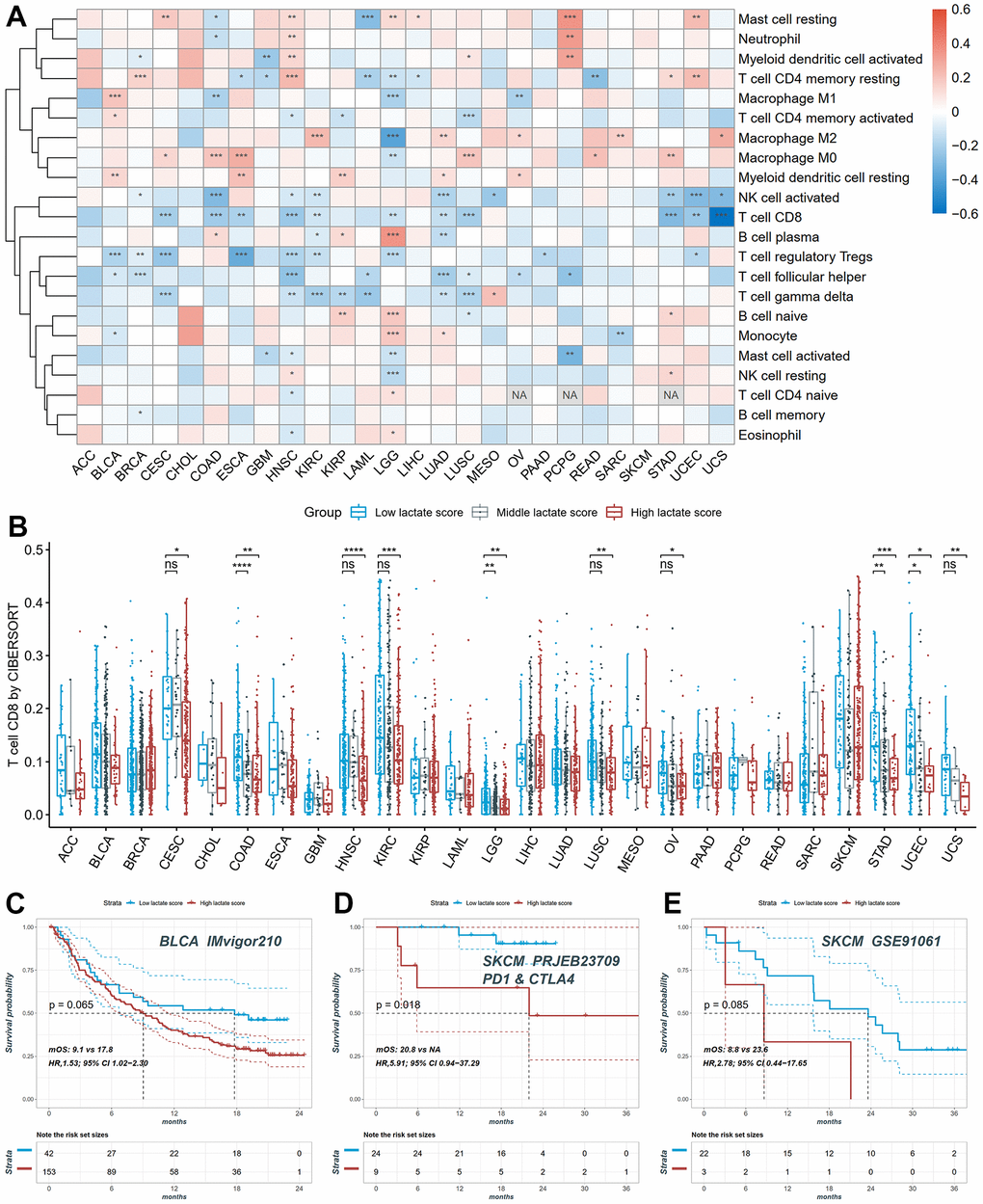 The distribution of infiltration levels of immune cells and prediction of immunotherapy response. (A) The heatmap of the Pearson correlation between lactate scores and immune cell fractions. (B) The differences of CD8+ T cell infiltration between high, middle and low lactate score groups. (C) The KM plot of patients in high and low lactate score groups from the BLCA IMvigor210 cohort undergoing immunotherapy. (D) The KM plot of patients in high and low lactate score groups from the SKCM PRJEB23709 cohort undergoing immunotherapy. (E) The KM plot of patients in high and low lactate score groups from the SKCM GSE91061 cohort undergoing immunotherapy.