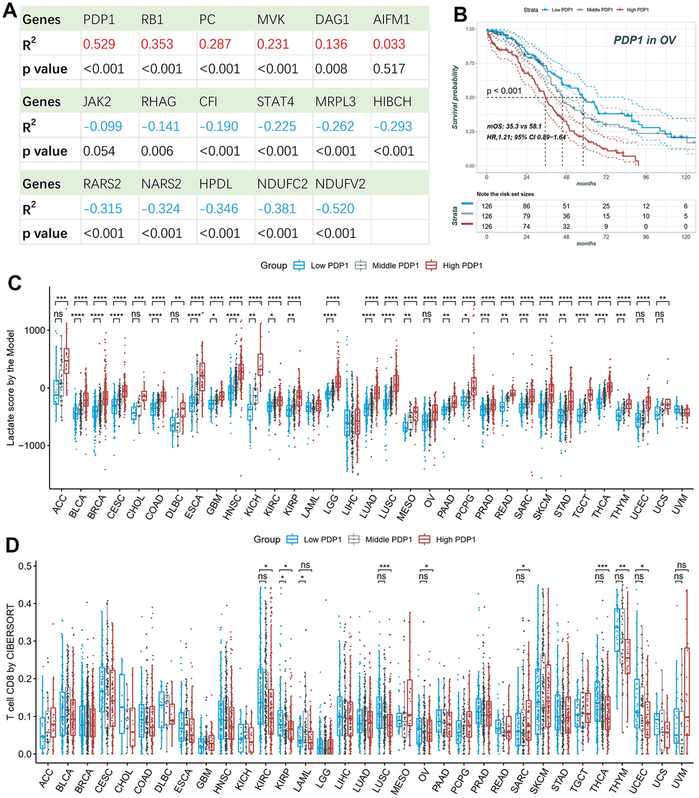 Survival and immune infiltration analysis of PDP1. (A) The Pearson correlation of the lactate scores and the expression of 17-model genes. (B) PDP1, as the highest correlated gene, is associated with overall survival in OV patients. (C) The lactate scores are significantly different among high, middle and low PDP1 expression groups in most cancers. (D) The CD8+ T cell infiltrations are significantly different among high, middle and low PDP1 expression groups.