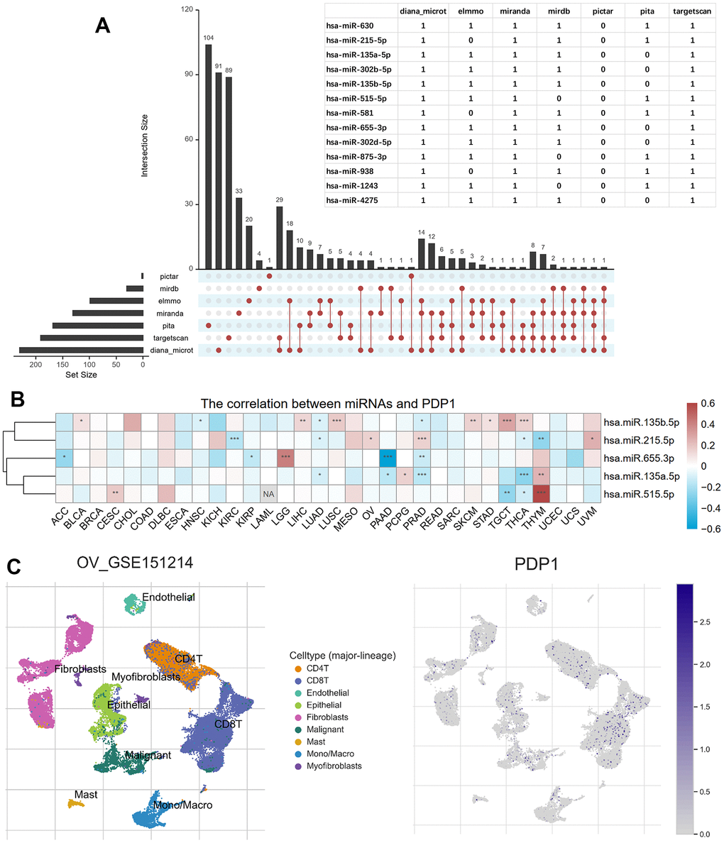 Predicted PDP1-target miRNAs and single-cell transcriptomic analysis. (A) The miRNAs targeting PDP1 predicted by the seven microRNA-mRNA links databases. And the overlapped miRNAs among more than five databases shown in the table. (B) The heatmap of the Pearson correlation between PDP1 expression and the five miRNAs detected in TCGA. (C) The distribution of different cells in ovarian cancer of GSE151214 and the location of PDP1 expression.