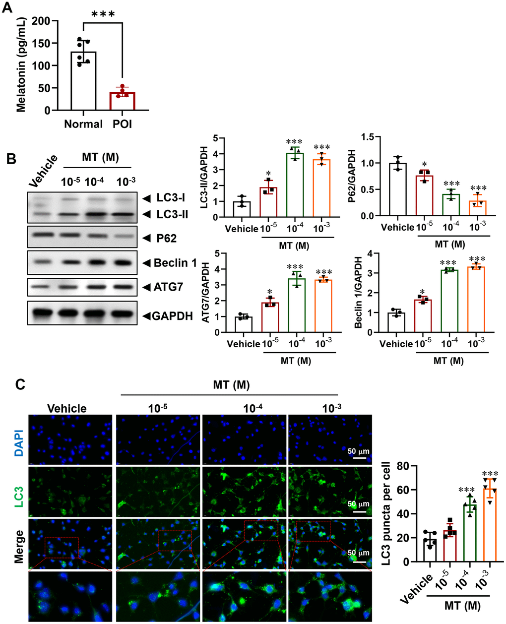 Regulation of autophagy in POI-GCs by melatonin (MT). (A) ELISA analysis of MT levels in GCs (n = 4-6). (B) Representative WB and analysis of autophagy-related proteins in POI-GCs after MT treatment (n = 3). (C) Representative IF staining and analysis of autophagy flux in POI-GCs after MT treatment (n = 5). Scale bar, 50 μm. *p 