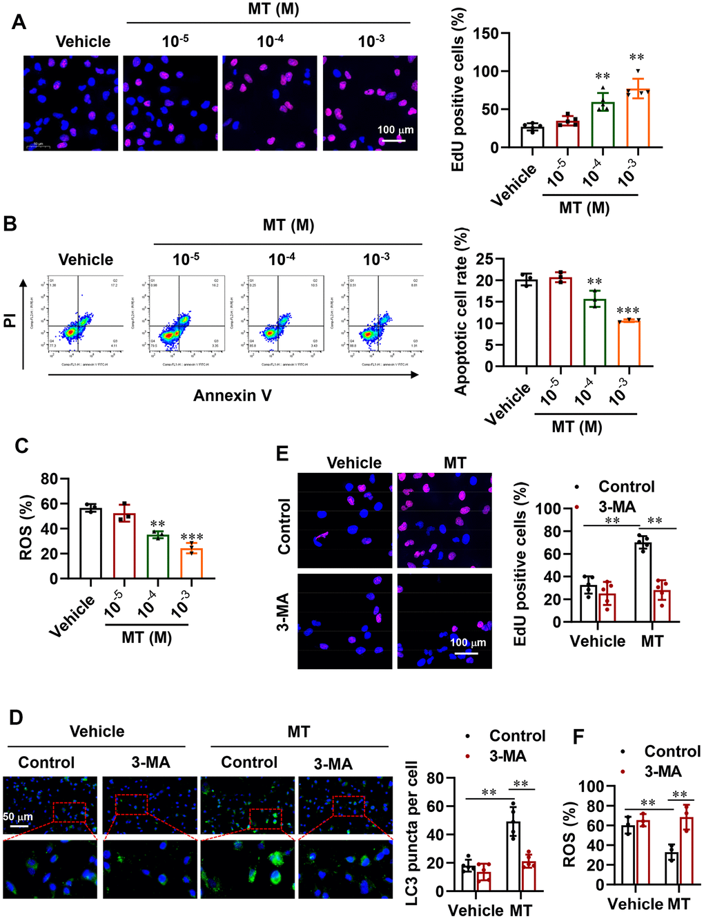 Improvement in cell proliferation and survival via activated autophagy with MT treatment. (A) Representative EdU staining results and analysis for cell proliferation in POI-GCs after MT treatment (n = 5). Scale bar, 100 μm. (B) Flow cytometry analysis of apoptotic rates in POI-GCs after MT treatment (n = 3). (C) Analysis of ROS production in POI-GCs after MT (n = 3). (D) Representative IF staining and analysis of autophagy in POI-GCs after 3-MA treatment with or without MT (n = 5). (E) EdU results of POI-GCs. (F) Analysis of ROS production in POI-GCs after 3-MA treatment with or without MT. **p 