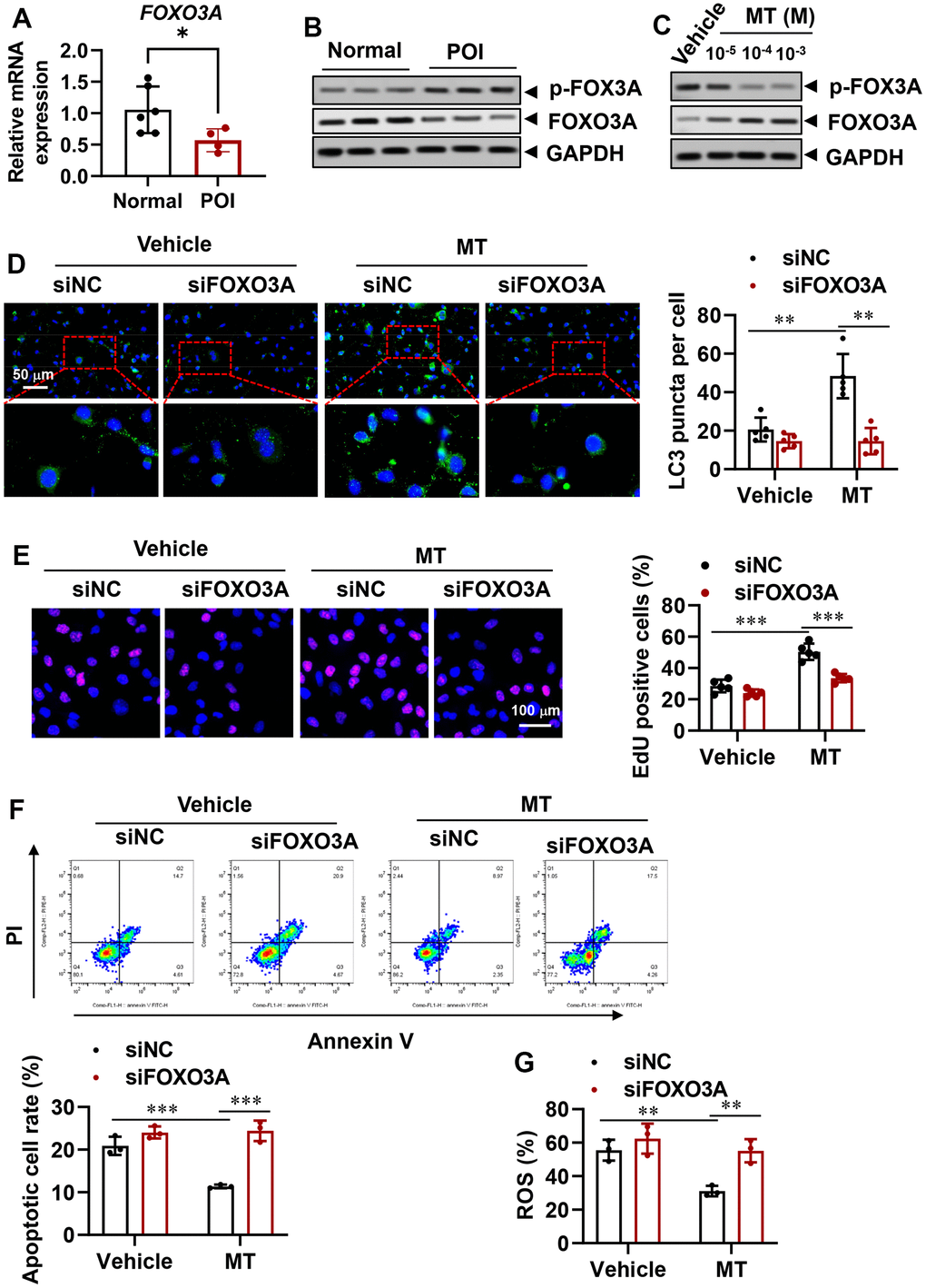 Reversal of autophagy insufficiency in POI-GCs by melatonin via forkhead box O-3A (FOXO3A) signaling. (A) Gene expression of FOXO3A in GCs from POI and normal patients (n = 4-6). (B) Representative WB results of FOXO3A in GCs from POI and normal patients (n = 3). (C) Representative WB of FOXO3A in POI-GCs after MT treatment (n = 3). (D) Representative IF staining and analysis of autophagy in POI-GCs after FOXO3A knockdown with or without MT (n = 5). (E) Representative EDU staining results and analysis for cell proliferation in POI-GCs after MT and siFOXO3A treatment (n = 5). Scale bar, 100 μm. (F) Flow cytometry analysis of apoptotic cell rates in POI-GCs after MT and siFOXO3A treatment (n = 4). (G) Analysis of ROS production in POI-GCs after MT and siFOXO3A treatment (n = 3). *p 