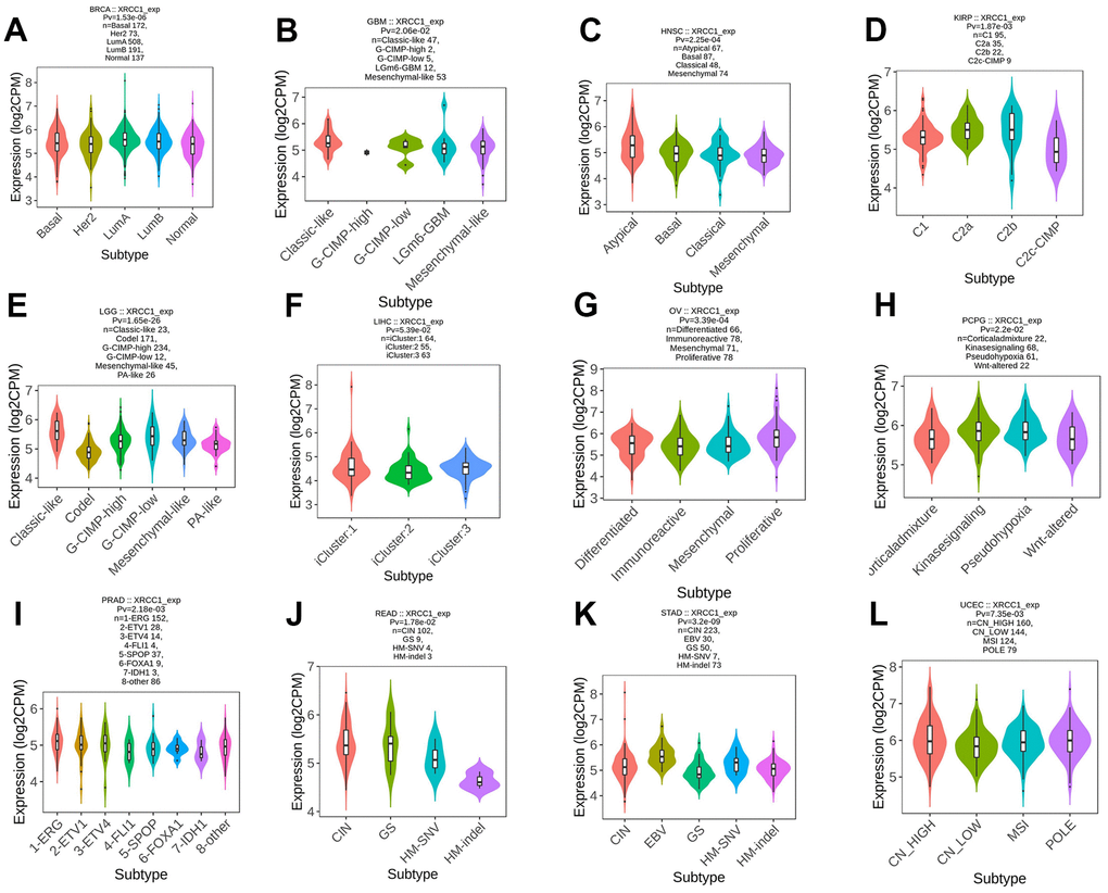 The relationship between XRCC1 expression and pan-cancer molecular subtypes. (A) in BRCA, (B) in GBM, (C) in HNSC, (D) in KIRP, (E) in LGG, (F) in LIHC, (G) in OV, (H) in PCPG, (I) in PRAD, (J) in READ, (K) in STAD, (L) in UCEC.