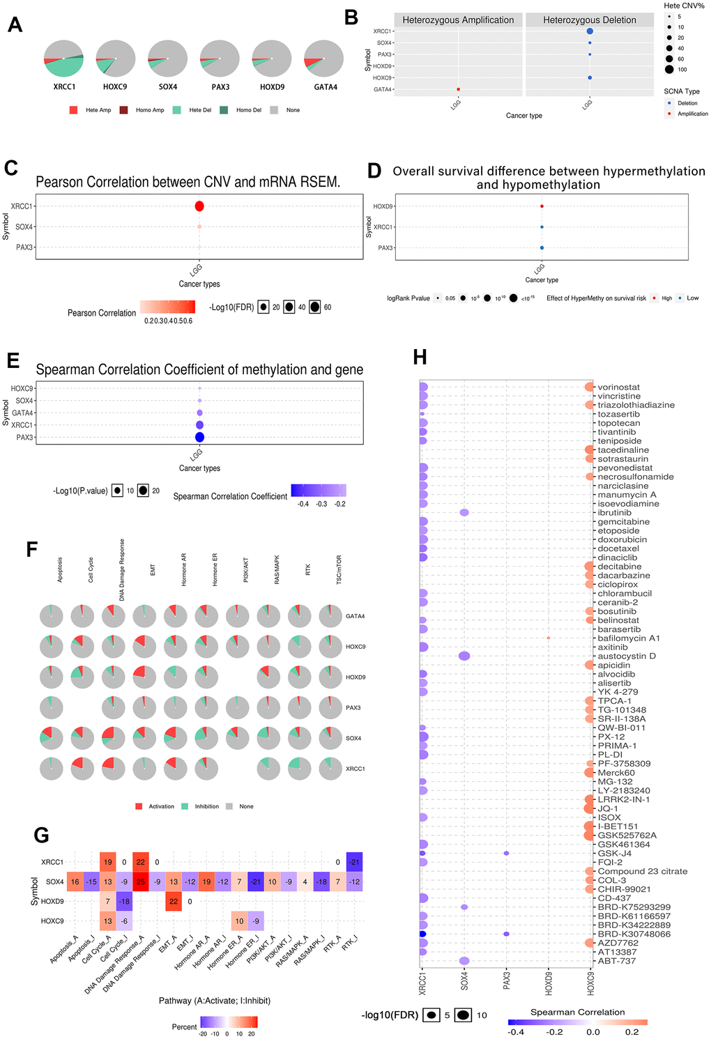 Analysis of genetic mutation and methylation levels of XRCC1 and hub-gene and pathway regulation in LGG. (A) Homozygous/heterozygous CNV of XRCC1 and its related genes in LGG. Homo Amp: homozygous amplification; Hete Amp: heterozygous amplification; Homo Del: homozygous deletion; Hete Del: heterozygous deletion; None: without CNV. (B) The heterozygous CNV of XRCC1 and (C) the correlation between CNV and mRNA RSEM. The heterozygous CNV of XRCC1 and the correlation between CNV and mRNA RSEM in LGG were plotted to utilize GSCALite. (D) The overall survival discrepancy between hypermethylation and hypomethylation of XRCC1 and its related genes in LGG. (E) In the correlation between methylation and gene expression in LGG, blue represented a negative correlation, while red represented a positive correlation. (F) XRCC1 and hub genes influence pathways that participate in the development, growth, and progression of LGG. (G) The inferred activity of the identified four target genes in pathways that participate in the development, growth, and progression of LGG. A and I to mark the active and inhibited pathways, respectively. (H) The correlation of XRCC1 expression and LGG drug sensitivity.