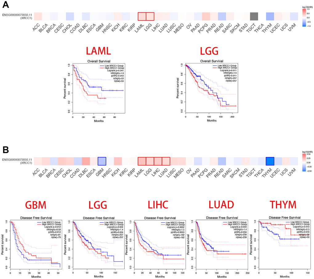 Summary of relativity between survival prognosis across cancer types in TCGA dataset and XRCC1 gene expression levels. The GEPIA database was utilized to plot overall survival (A) and disease-free survival (B) conditions across cancer types in TCGA dataset by XRCC1 gene expression. We observed that high XRCC1 gene expression was related to worse OS and DFS in almost all cancer types, except DFS in UCEC cohorts(n=160) and THYM cohorts(n=118). Only p-values 