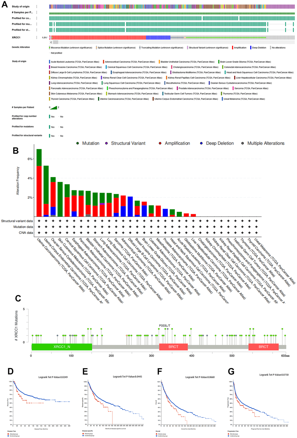 Mutation feature of XRCC1 in pan-cancer of TCGA. (A) The cBioPortal database was used to analyze the proportion of patients with XRCC1 genomic alterations in pan-cancer. The frequency of mutation type (B) and mutation site (C) of XRCC1 in TCGA tumors was analyzed using the cBioPortal tool. The cBioPortal database was used to explore the impact of XRCC1 mutation status on OS (D), DFS (E), PFS (F), and DSS (G) of cancer patients.