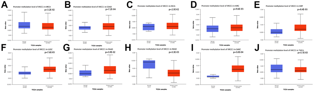 Promoter methylation level of XRCC1 in pan-cancer. (A) in BRCA, (B) in COAD, (C) in ESCA, (D) in KIRC, (E) in KIRP, (F) in LUSC, (G) in PAAD, (H) in READ, (I) in SARC, (J) in THCA.