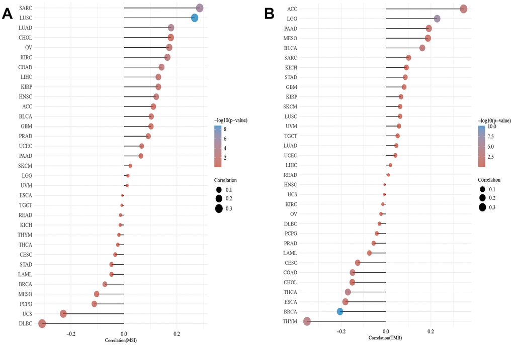 The relevance of XRCC1 gene expression levels to TMB and MSI across cancer types. (A) A bar chart reveals the relevance of XRCC1 gene expression levels to TMB in pan-cancer. (B) A bar chart shows the relationship between XRCC1 gene expression levels and MSI in multiple cancer types. The horizontal axis in the figure represents the correlation coefficient between genes and TMB/MSI, the ordinate is different tumors, the size of the dots in the figure represents the value of the correlation coefficient, and the different colours represent the degree of statistical significance. The bluer the colour, the smaller the p-value.