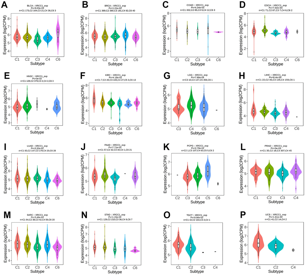 The relationship between XRCC1 expression and pan-cancer immune subtypes. (A) in BLCA, (B) in BRCA, (C) in COAD, (D) in ESCA, (E) in HNSC, (F) in KIRC, (G) in LGG, (H) in LIHC, (I) in LUAD, (J) in PAAD, (K) in PCPG, (L) in PRAD, (M) in SARC, (N) in STAD, (O) in TGCT, (P) in UCS.