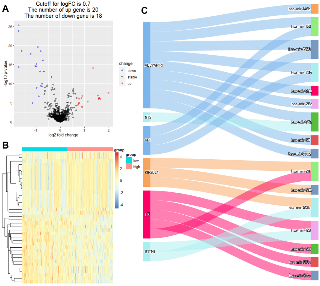 Identification of DEmiRNAs and ceRNA network. (A) Volcano plot of miRNAs between high RS and low RS groups. (B) Heatmap plot of miRNAs between high RS and low RS groups. (C) Differential expression of miRNAs-mRNAs network in melanoma.