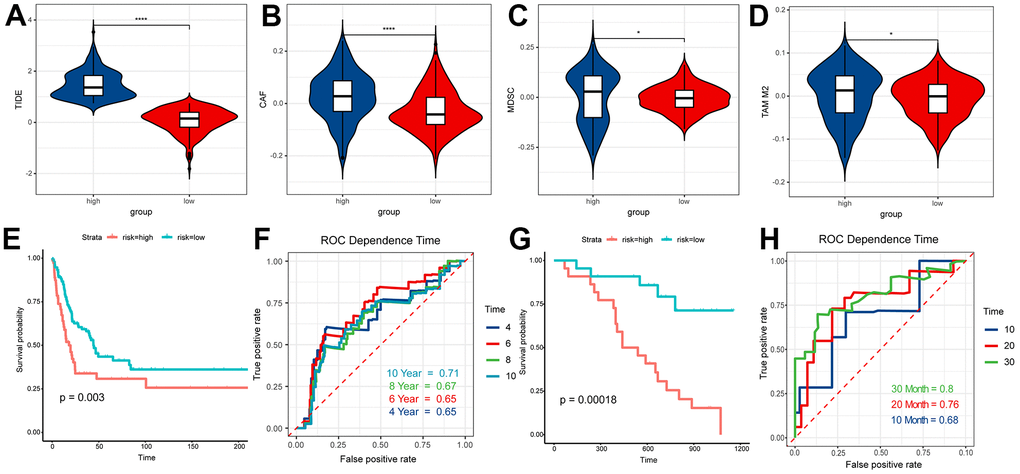 TIDE analysis and validation. (A) TIDE score of high RS samples and low RS samples. (B) CAF score of high RS samples and low RS samples. (C) MDSC score of high RS samples and low RS samples. (D) TAM M2 score of high RS samples and low RS samples. (E) Survival analysis of risk score in GSE65904. (F) The ROC curve for 4, 6, 8, 10-year survival prediction with AUC value. (G) Survival analysis of risk score in GSE19234. (H) The ROC curve for 10, 20, 30-month survival prediction with AUC value.