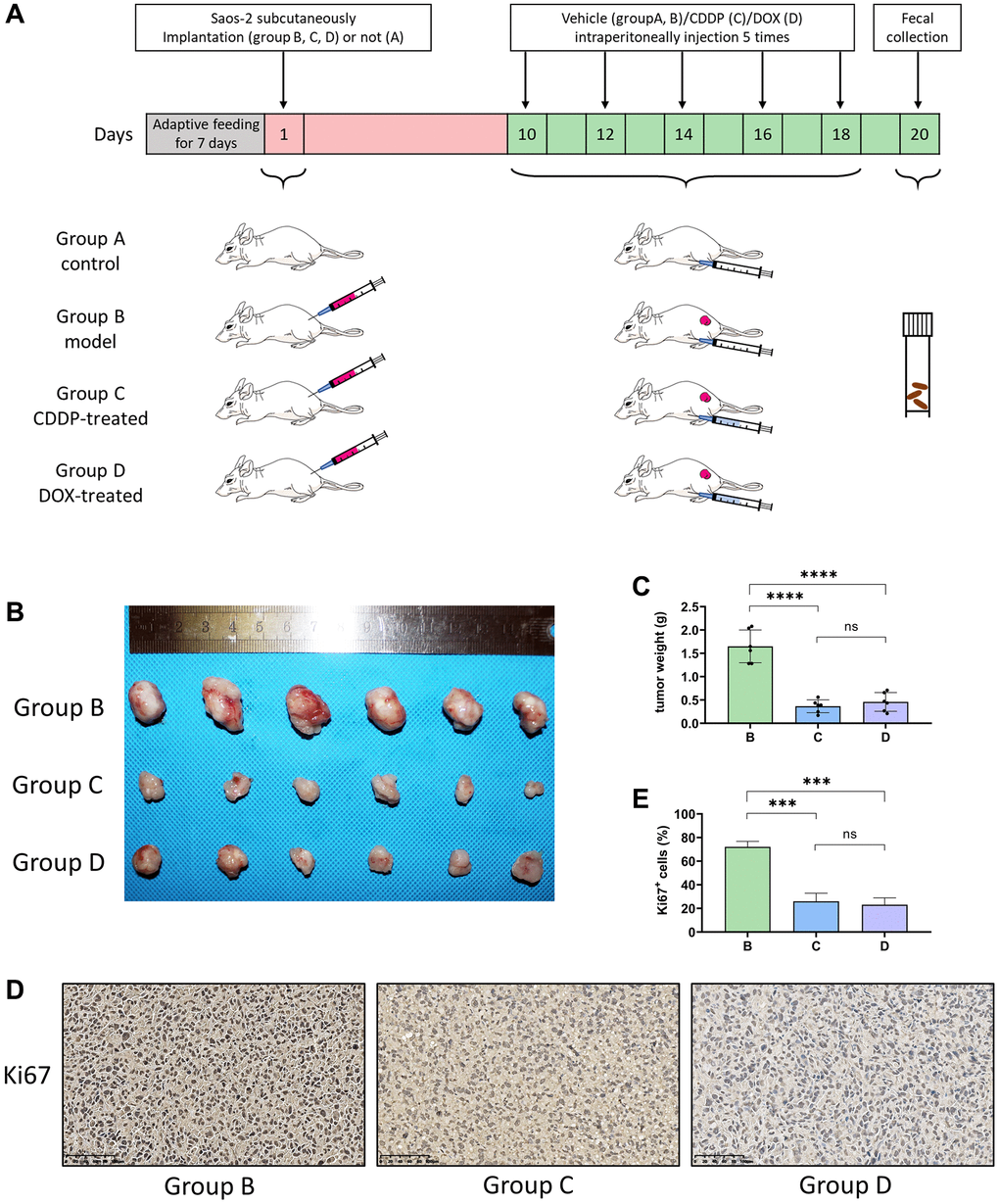 CDDP and DOX inhibit the osteosarcoma tumor growth in mice. (A) Outline of the experimental procedure. (B) Photographs of osteosarcoma tumor xenografts. Saos-2 cells were injected into nude mice, which were then treated with normal saline, CDDP, or DOX. After 20 days, osteosarcoma xenograft tumors were completely dissected and photographed. (C) Weight of the tumors. (****P P > 0.05; n = 6). (D) Immunohistochemistry: Immunohistochemistry analyses were performed on mouse osteosarcoma xenograft tumor tissues. (E) The percentage of Ki67+ cells in the tumors. (***P P > 0.05; n = 6) Scale bar, 100 μm. Abbreviations: CDDP: cisplatin; DOX: doxorubicin.