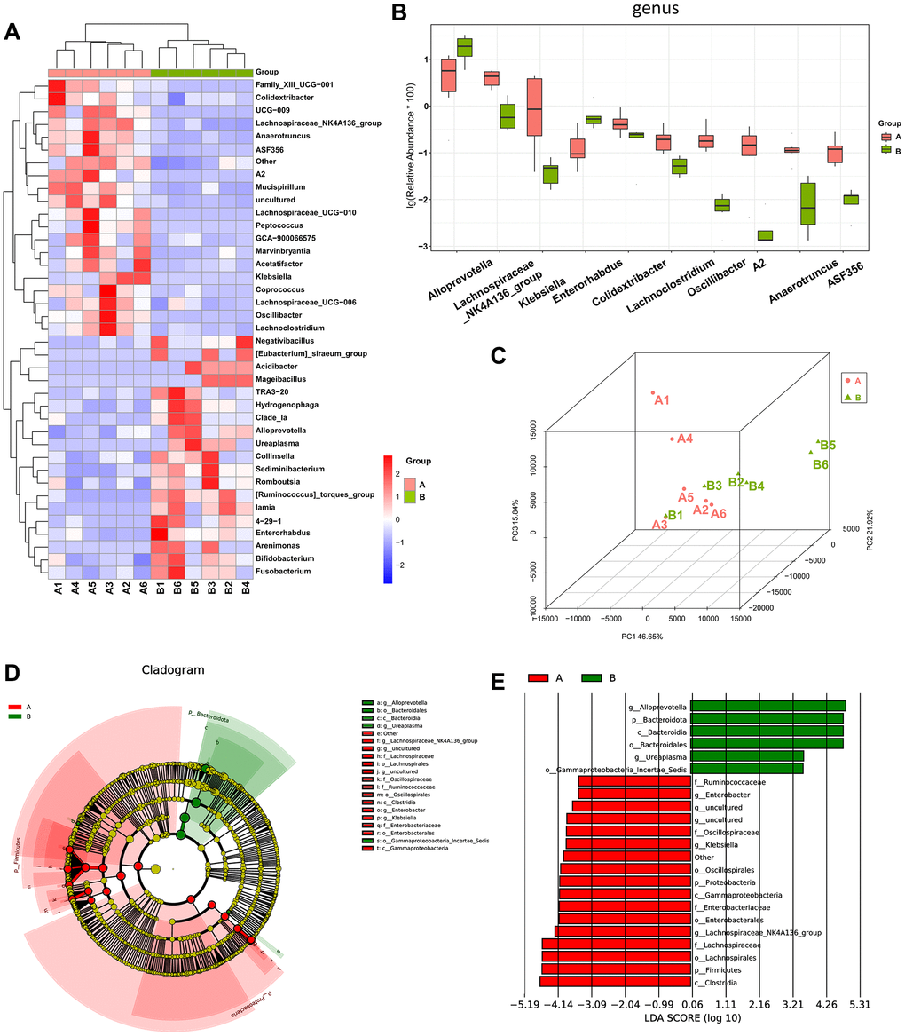 The difference in diversity of the gut microbiota between mice in the osteosarcoma model group and mice in the control group. (A) Heatmap of genus-level abundance in each sample. The cluster tree on the left represents species clusters and the upper cluster tree represents sample clustering. Red indicates higher relative abundances of the genus, and blue indicates lower relative abundances of the genus. (B) Differential genus abundance Top10 boxplot. Different colors represent different groups of samples, and the ordinate represents the log-transformed value of the relative abundance of genera. (C) PCoA 3D diagram. Each sample is represented by one point in the Figure, and samples from the same group are of the same color. The closer the samples in the same group are, with a clear distance from other groups, indicates that the grouping effect is good. (D) Differential species annotation cladogram from LEfSe analysis. Nodes with different colors, respectively, indicate significantly different species with relatively high abundance in the different groups. Yellow nodes indicate species that were not significantly different between the two groups. The node diameter is proportional to the relative abundance. (E) Differential species score chart. Groups are represented by different colors. Genera in group A with a relatively high abundance are displayed in red bars, and green represents group B. Abbreviations: PCoA: principal coordinate analysis; LEfSe: linear discriminant analysis coupled with effect size measurements.