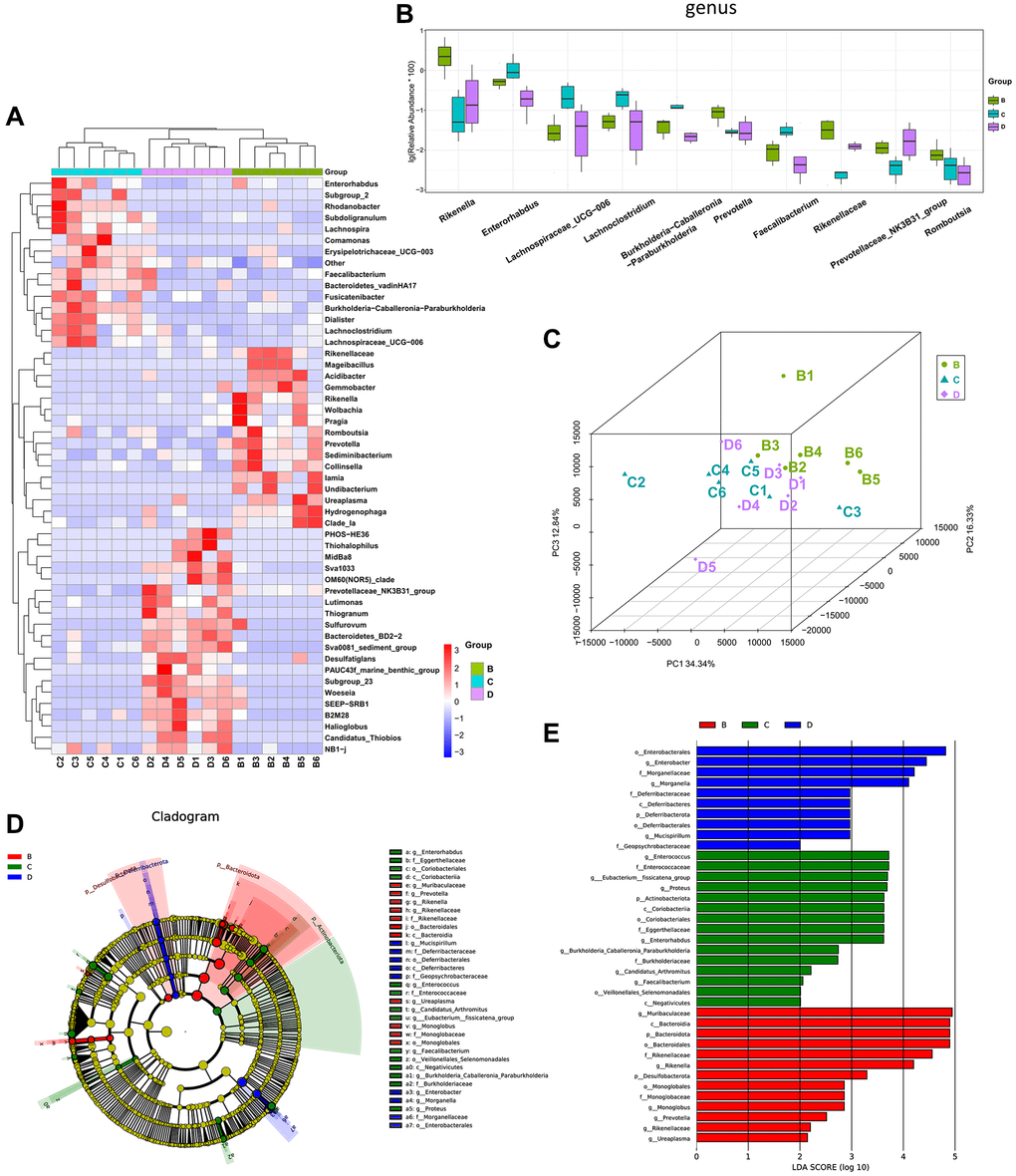 The different diversity of gut microbiota among CDDP-, DOX- and normal saline-treated mice. (A) Heatmap of genus-level abundance in each sample. (B) Differential genus abundance Top10 boxplot. (C) PCoA between groups. (D) Differential species annotation cladogram from LEfSe analysis. (E) Differential species score chart.