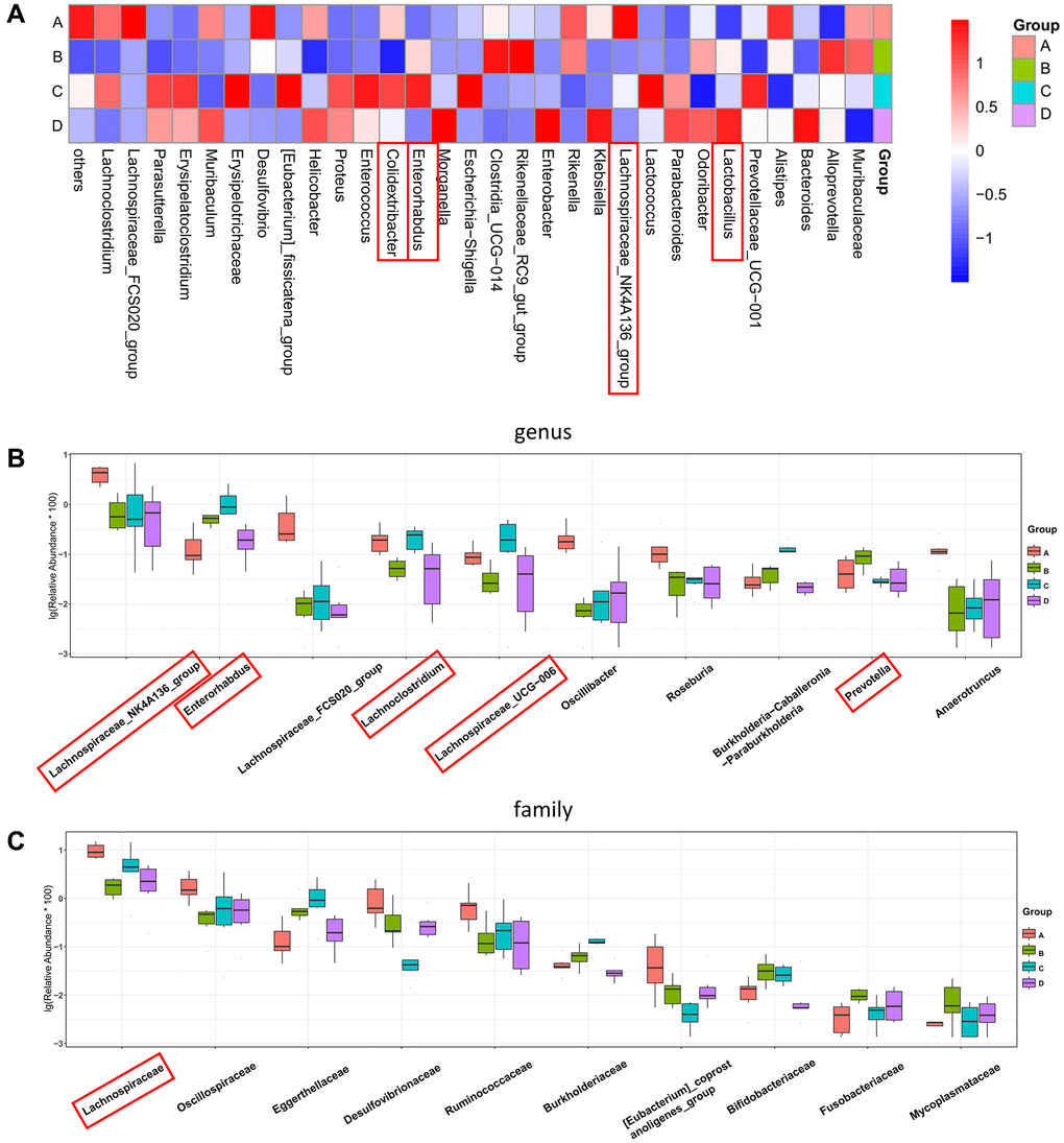 Four-group comprehensive analysis of changing trends in gut microbiota. (A) Heatmap of genus-level abundance in each group. (B) Differential genus abundance Top10 boxplot. (C) Differential family abundance Top10 boxplot. Abbreviations: PCoA: principal coordinate analysis; LEfSe: linear discriminant analysis coupled with effect size measurements.